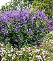 BALDUR Garten Monk's Pepper 'Queen Bee®', 1 Plant, Extremely Long Flowering Time & Pollinator Magnet, Reminiscent of Summer Lilac, Hardy, Drought-Compatible, Robust, Perennial, Easy to Clean