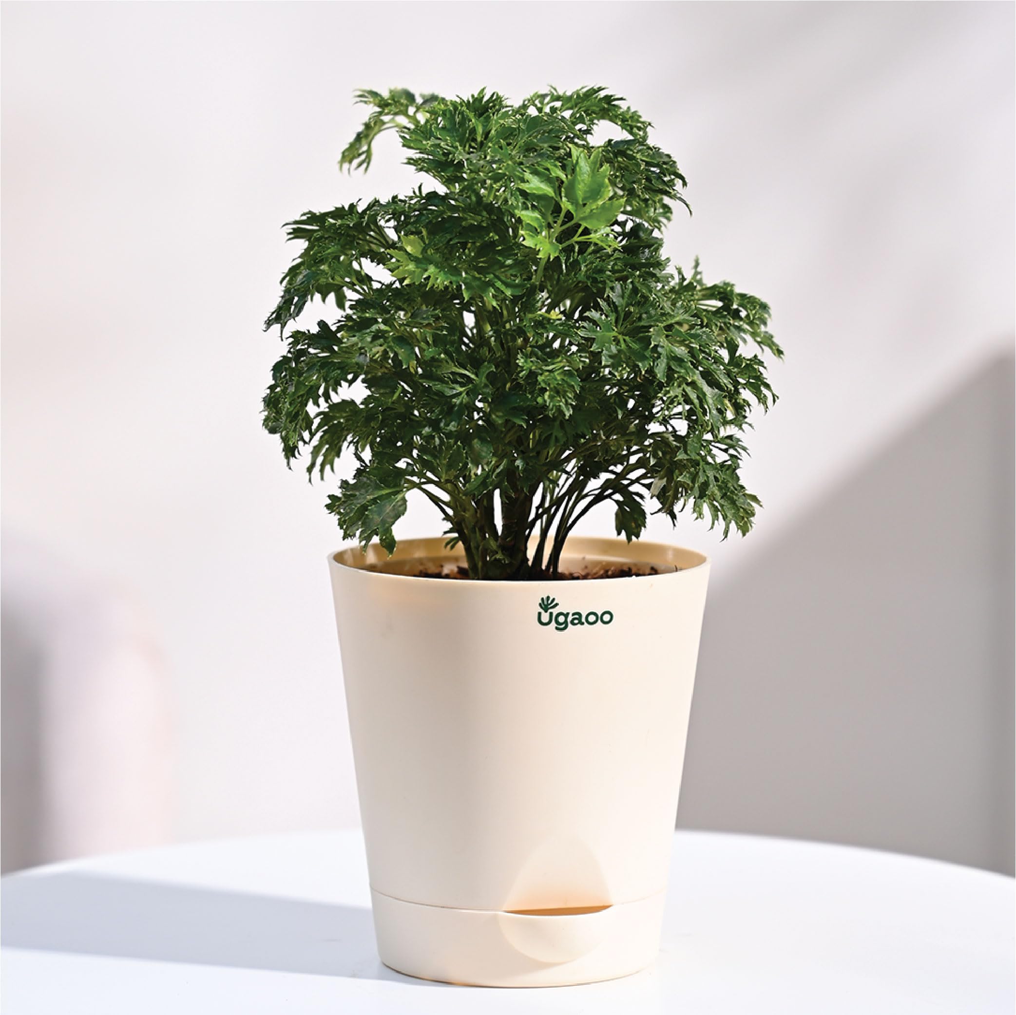 Ugaoo Aralia Golden Plant - Self Watering -1