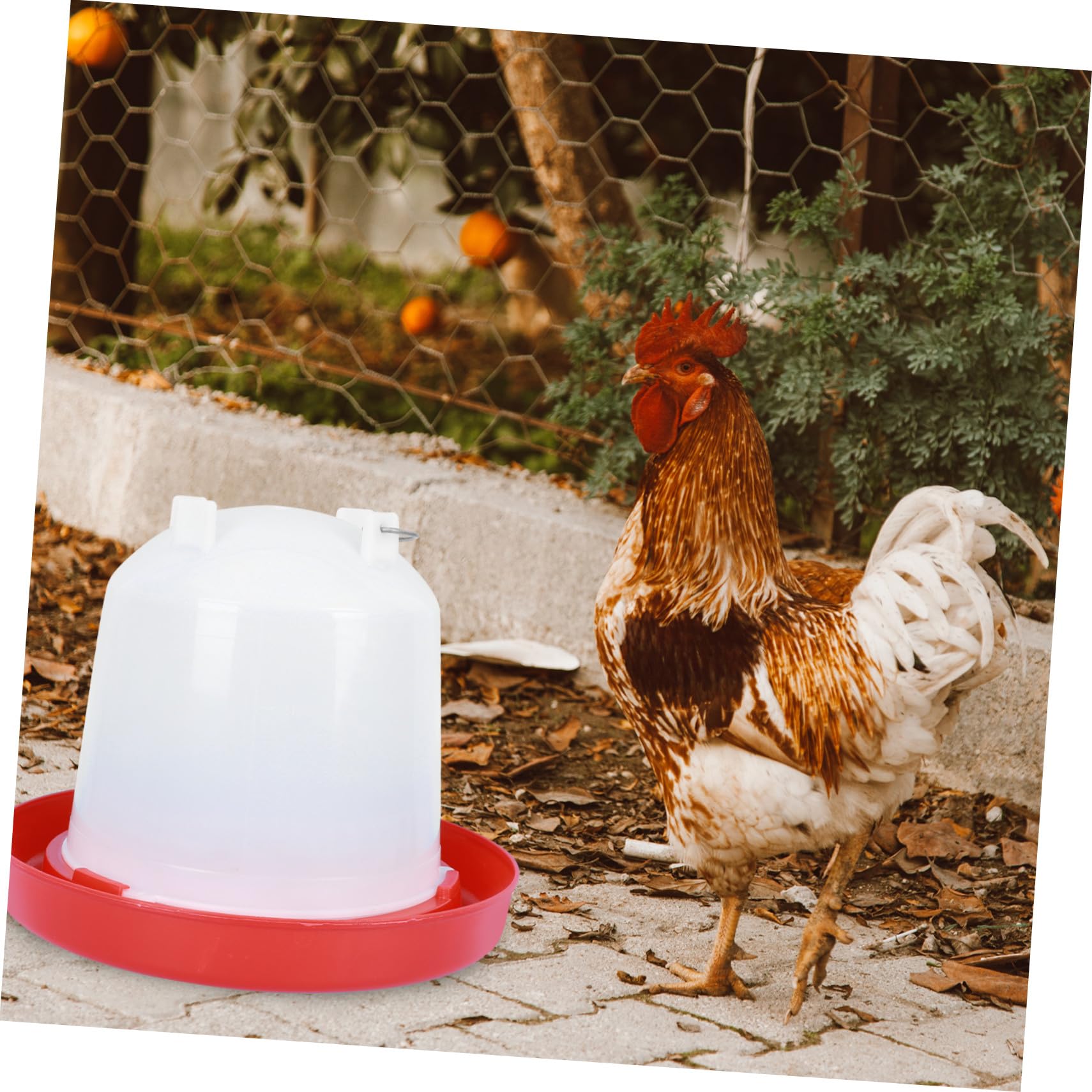 ORFOFE Abbeveratoio Automatico per Pollame e Pulcini, Secchio Acqua da 12 Litri in Plastica Spessa per Allevamento, Facile da Pulire e Smontare, Adatto a Fattorie e Galline Stili multipli
