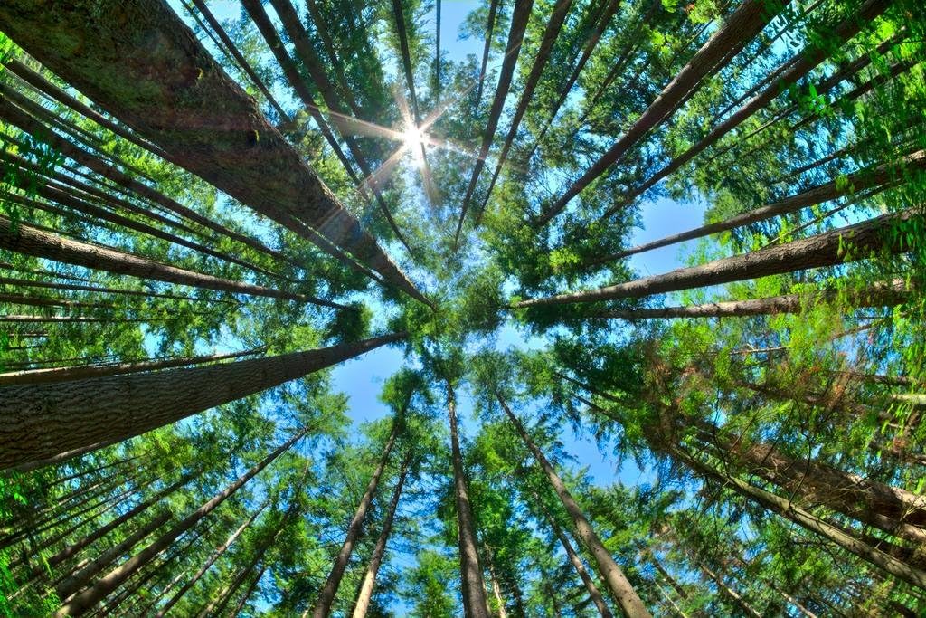 Tall Pine Tree Canopy Rising High From Forest Floor Sunlight Filtering Giant Redwoods Nature Photo Cool Wall Art Print Poster 36x24