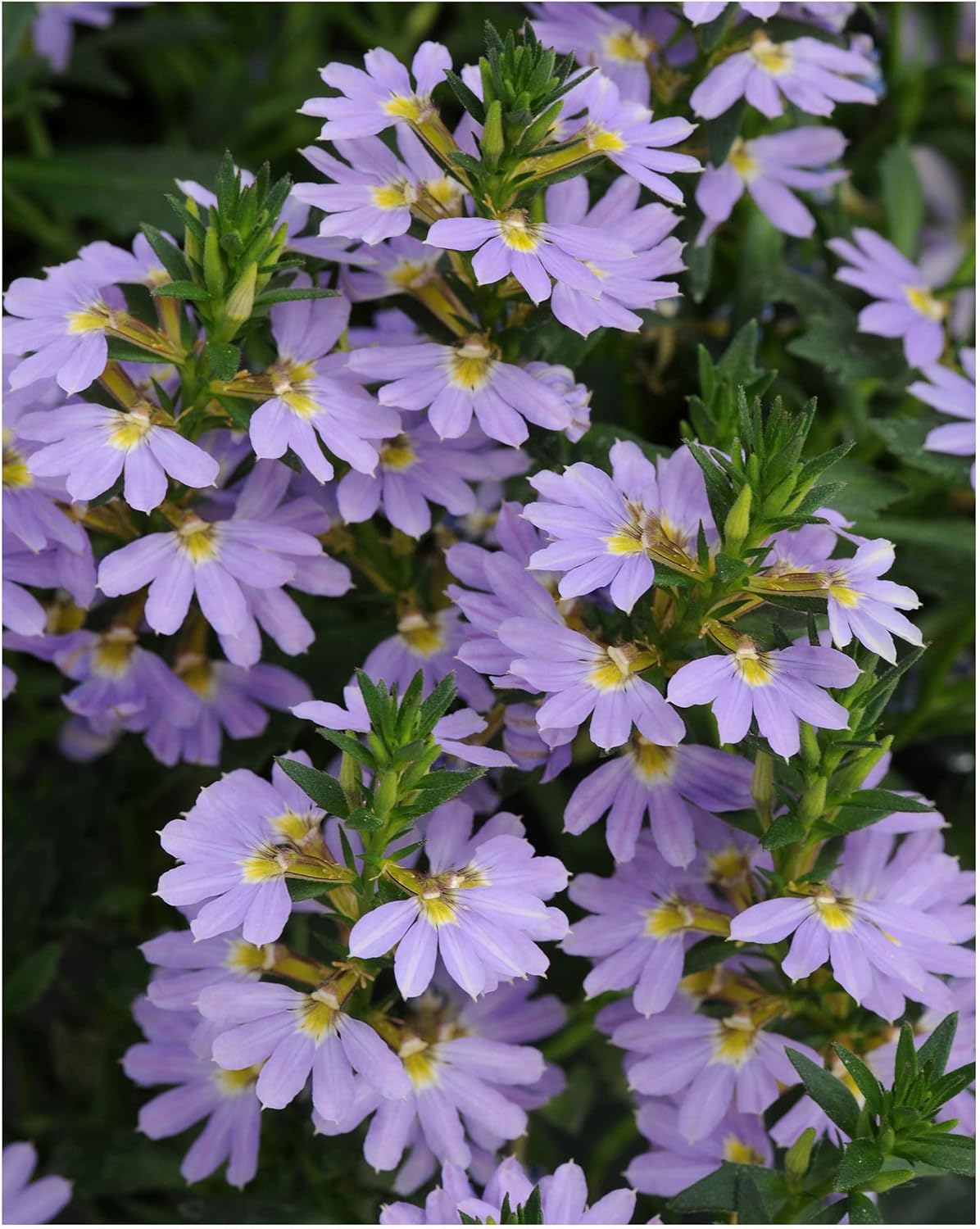 Garden Ready Scaevola Blue Flowers Delivered in 3 x 9cm Recyclable