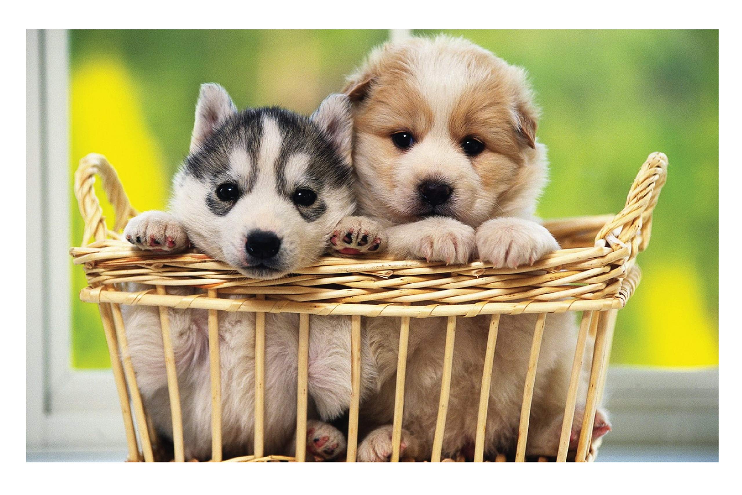 ISEE 360® Wallpaper Cuties Puppies Posters Canvas for Kids Room Long Walls Living Room Bedroom Kitchen Furniture Kids Boys Girls Stylish Horse Sticker L X H 18 X 12 Inches