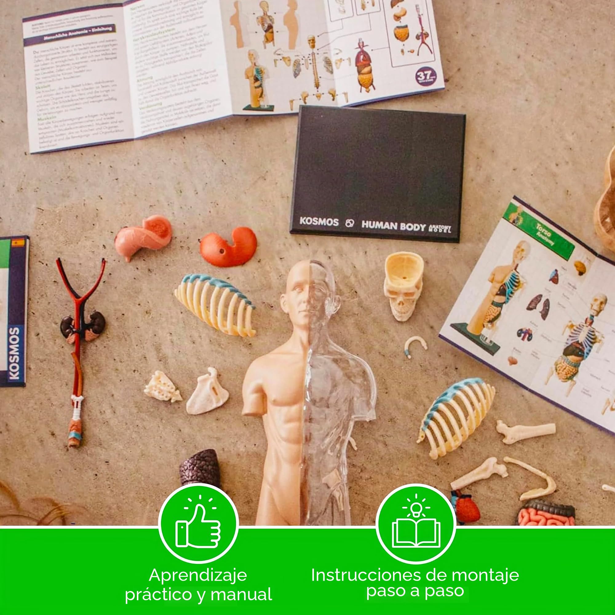 Thames & Kosmos , 260830, Human Body Anatomy Model, 37 Parts with Stand and Guide Book, Build Your Own Human Body, Nature Discovery Range, Ages 8+