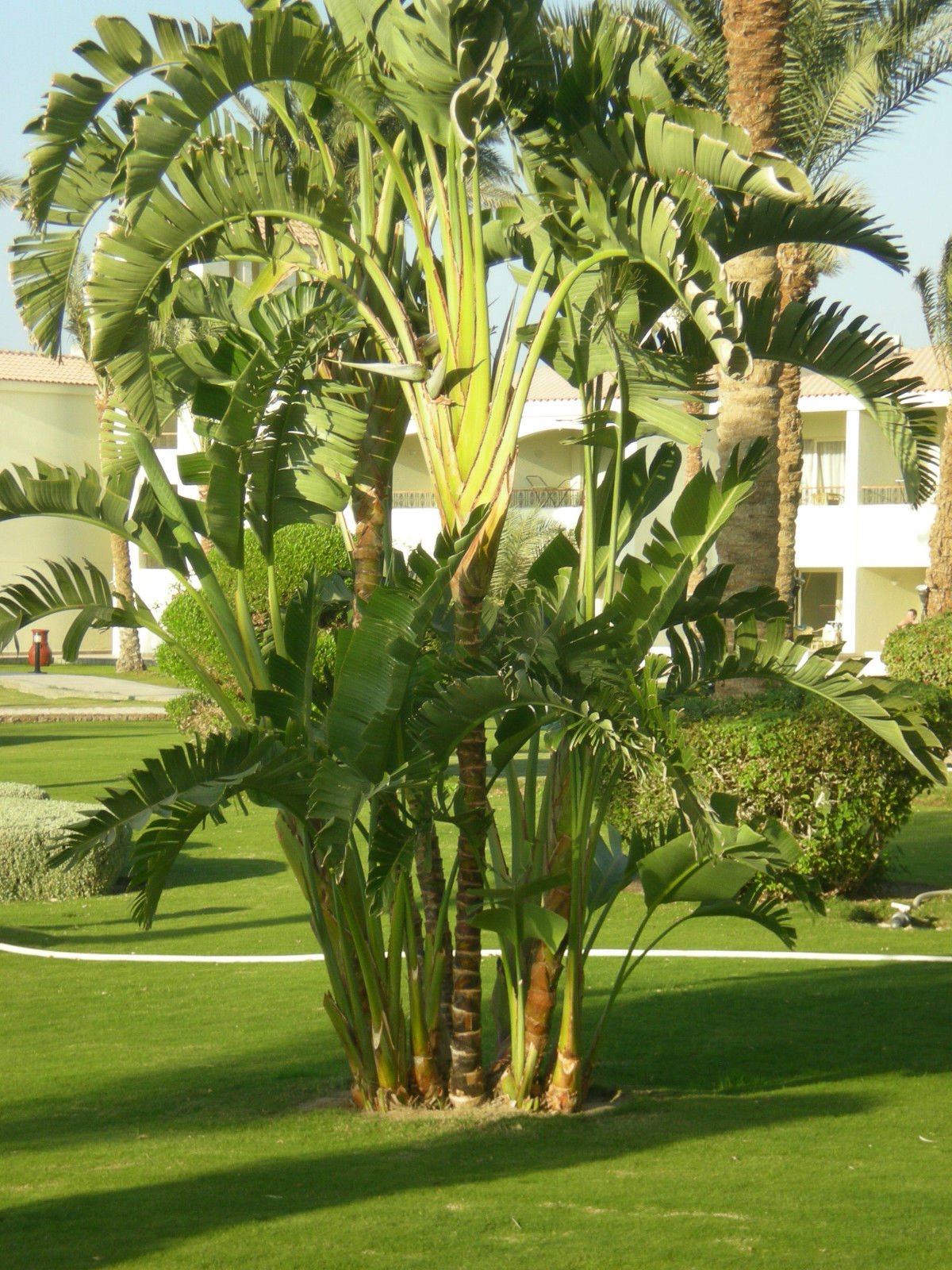 Abono para palmeras, arboles de plantas tropicales como olivas, limones