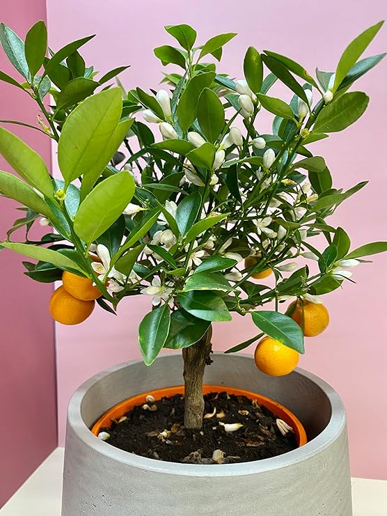 Calamondin Orange Tree Panana Orange Calamansi 3