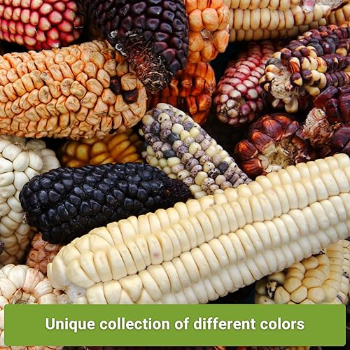 Miniatura 3 de Sow Right Seeds - Colección de semillas de maíz raras para plantar - Variedades de palomitas de maíz, hopi azul y nogal blanco King - Paquetes de