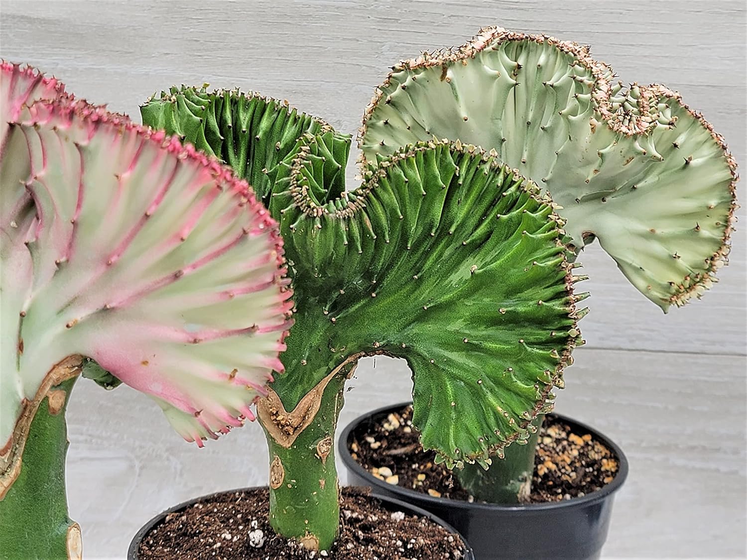 Hot Pink Euphorbia Lactea Cristata in 4 inch Pot,Coral Cactus, Very Hard to Find Crested Cactus by 3exoticgreen