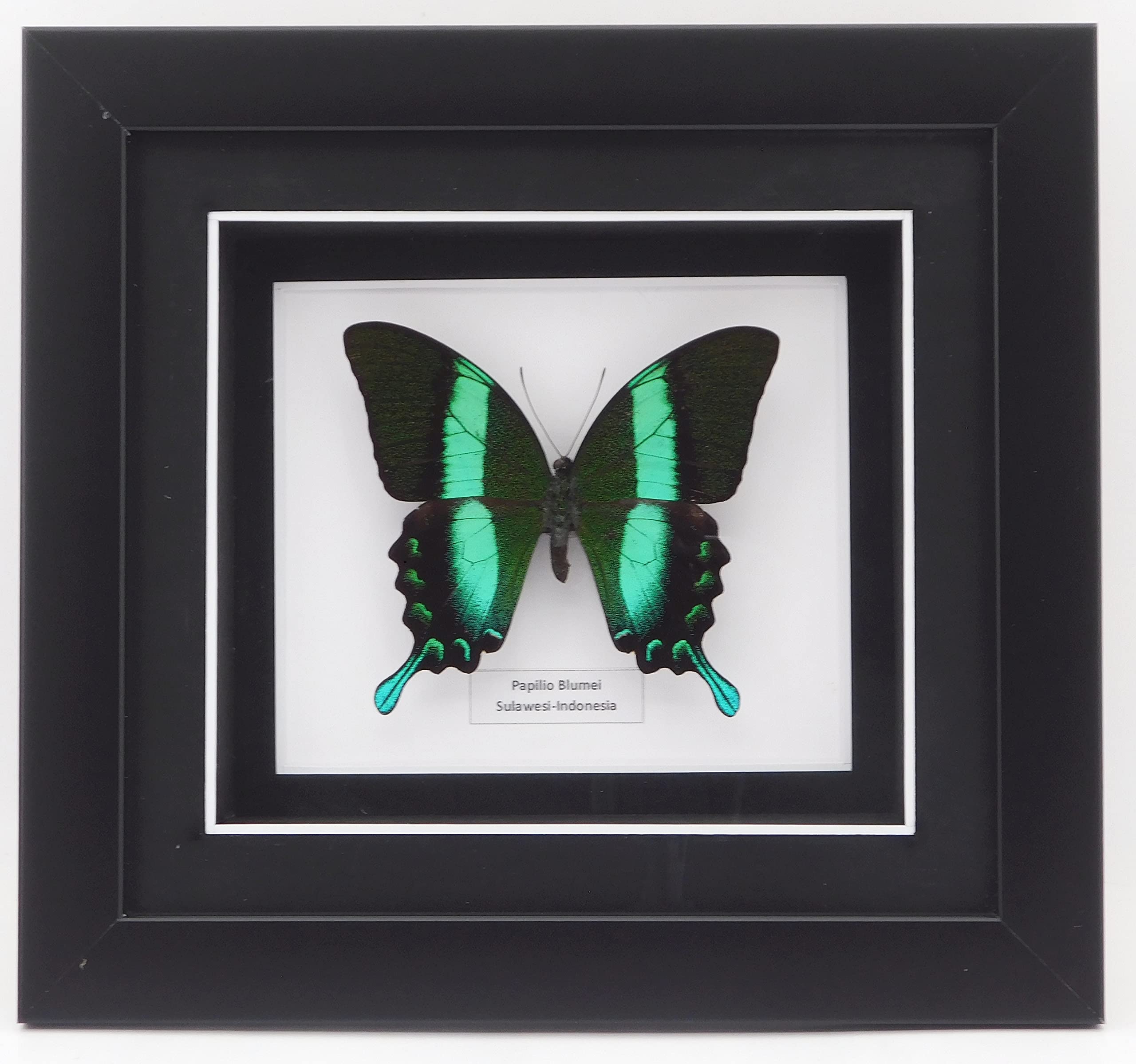 Brave Wings Taxidermy Mounted in Frame - Papilio blumei Butterfly - Unique Home Decor Wall Decoration Gift for Christmas Valentine Birthday - 106