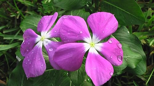 100 Pink Dwarf Rose PeriwinkleVINCA Rosea Flower Seeds *Comb SH