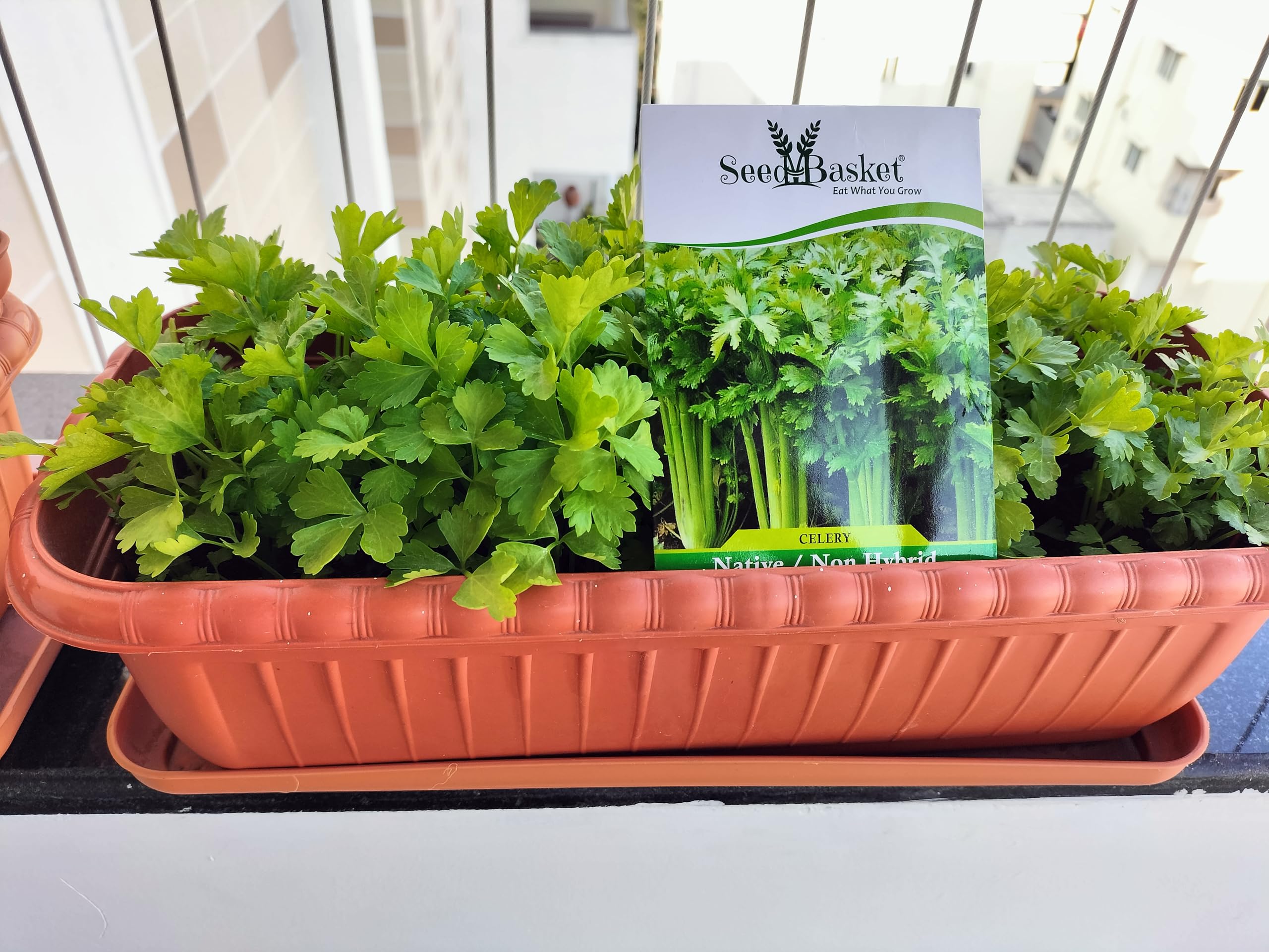 Seedbasket Imported Celery 400 Seeds for Planting – High Yield, Aromatic, Non-GMO Vegetable Seeds for Kitchen Garden, Pots, Terrace & Outdoor Farming – Seedbasket