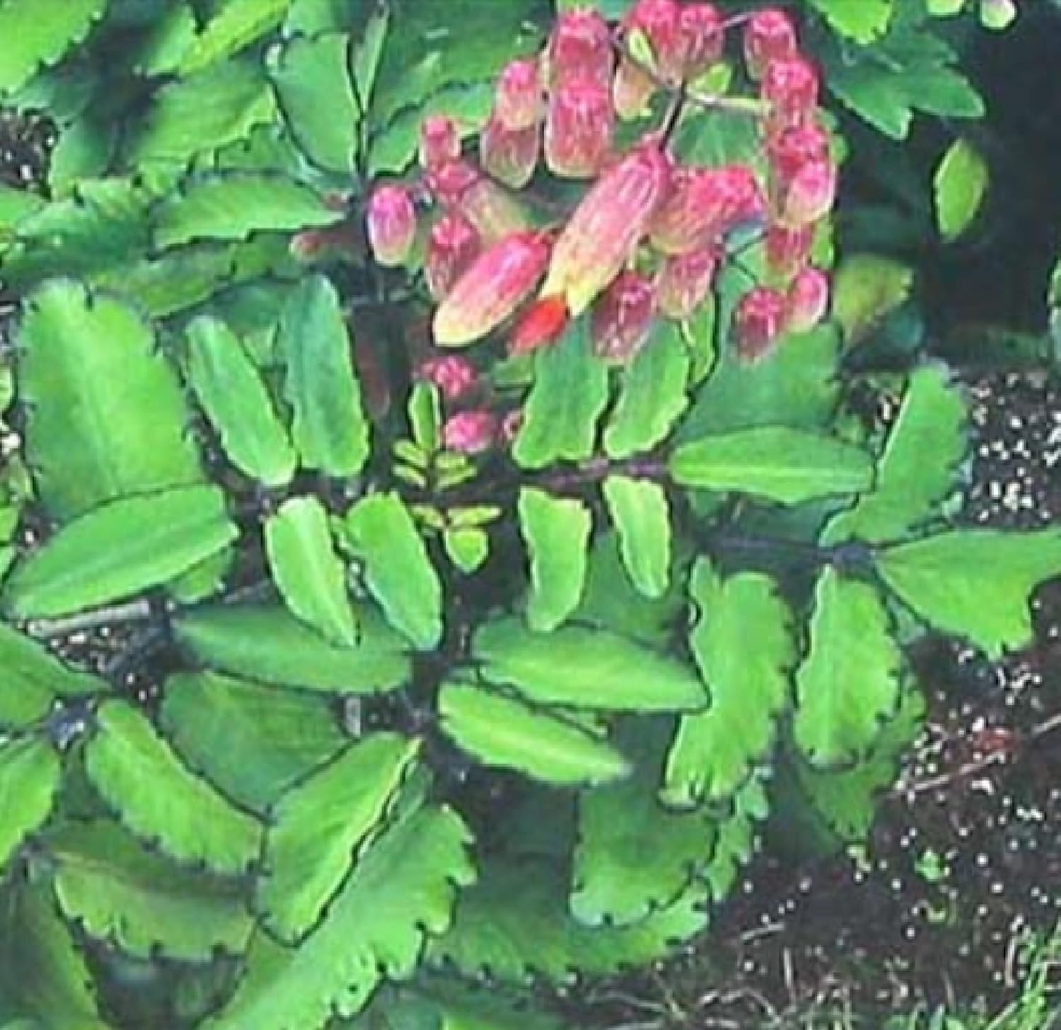 HAWAIIAN TROPICAL AIR PLANT LEAVES ~ GROW HAWAII