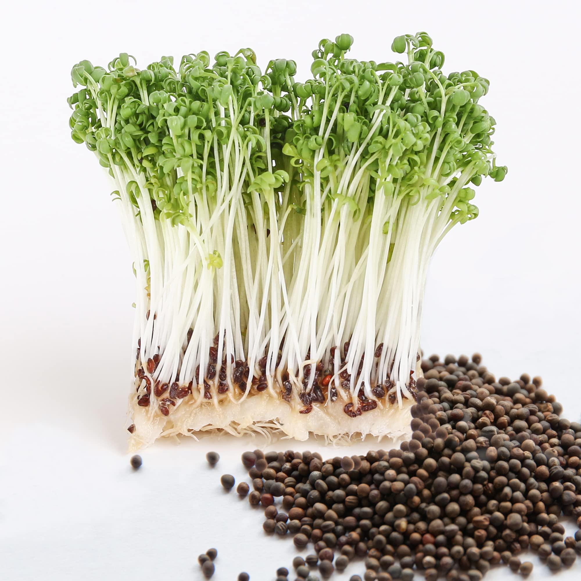 Todd’s Seeds - Broccoli Seeds - Microgreens and Sprouting Seeds - Waltham 29 Broccoli Seed - Chemical Free - Non GMO
