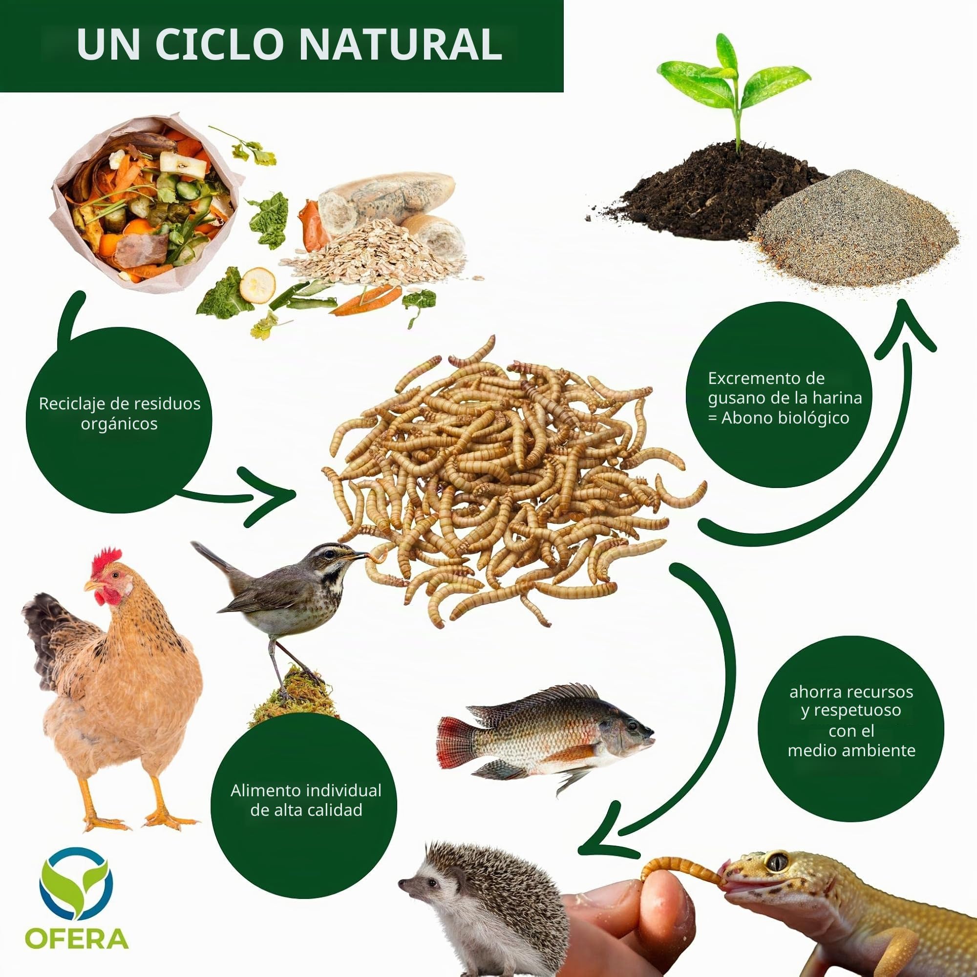 Mealworm Farm - Gusano de harina
