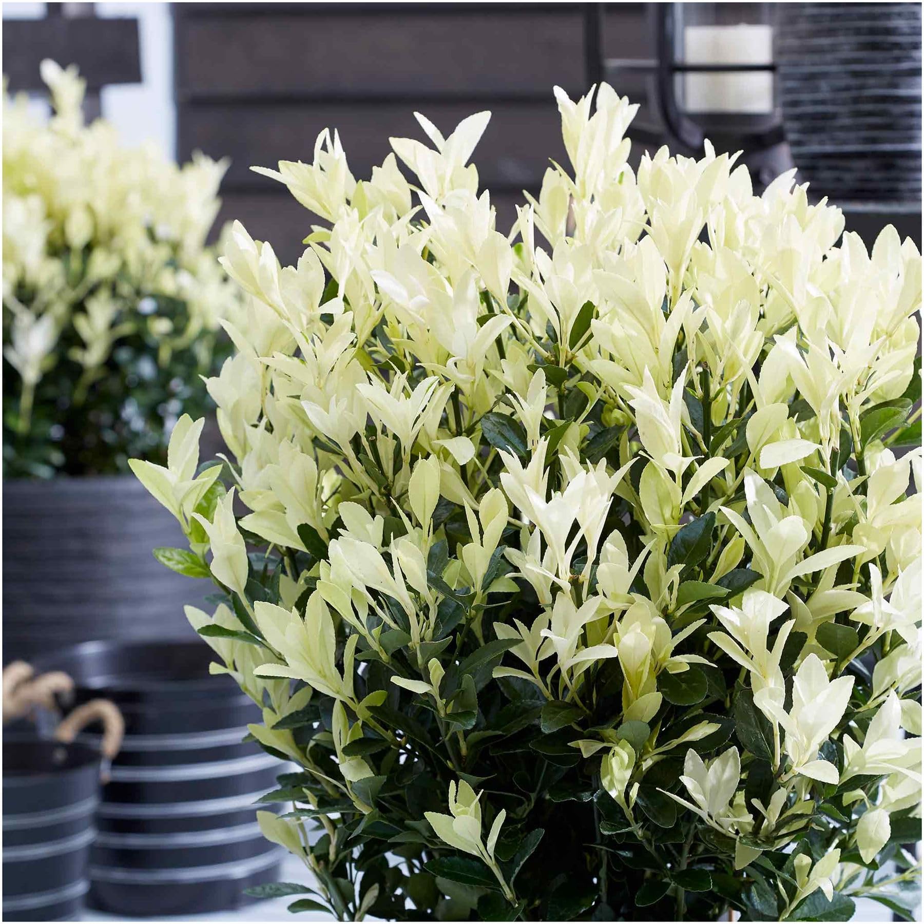 GrowOn Shrubs [x2] Euonymus Japonicus 'Himalaya' Japanese Spindle | Multi-Pack | Evergreen Shrubs | Outdoor Garden Ready Plants
