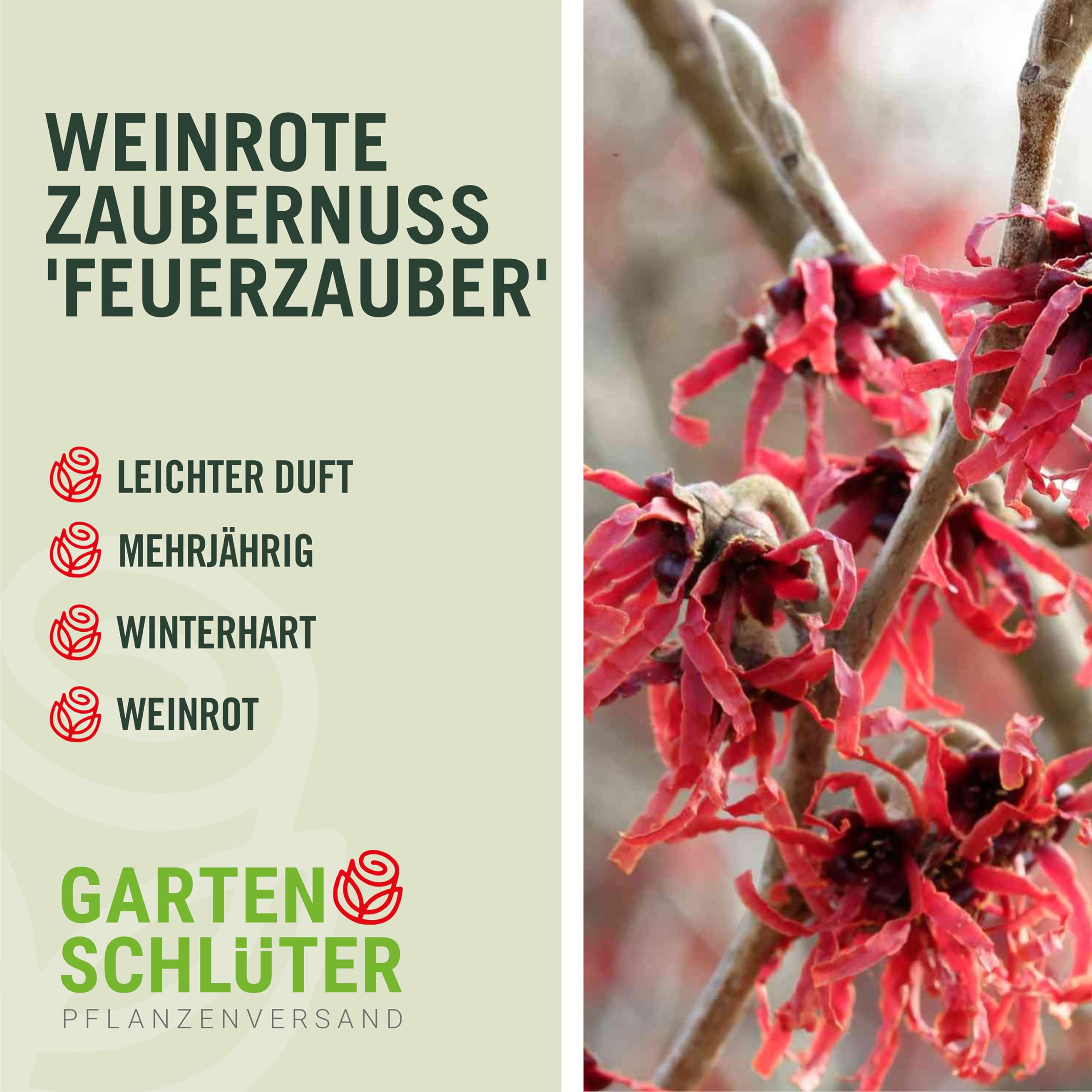 GARTEN SCHLÜTER® Weinrote Zaubernuss Feuerzauber
