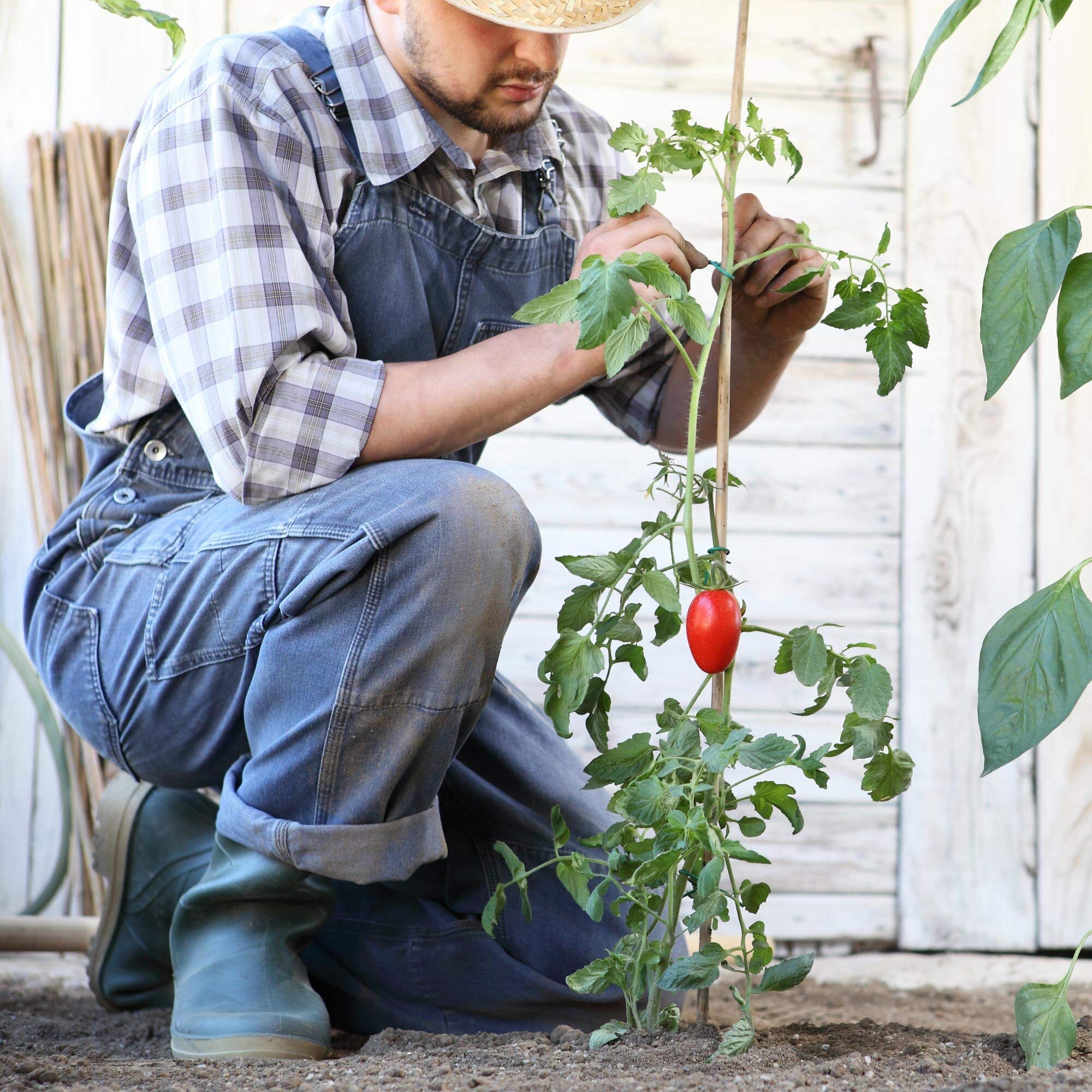 UNUS Bambusstäbe, 25 Pflanzstäbe aus Bambus, 150 cm lang, Rankhilfe für Zimmerpflanzen oder im Garten für Gurken, Tomaten