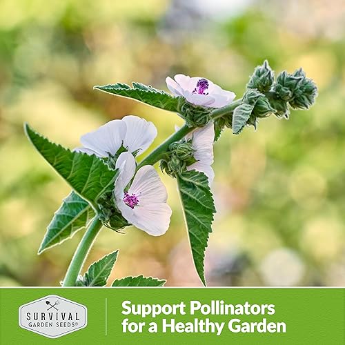 Miniatura 7 de Semilla de malva de pantano para plantar, 1 paquete con instrucciones para plantar y cultivar hierbas medicinales raras en el huerto de tu hogar,