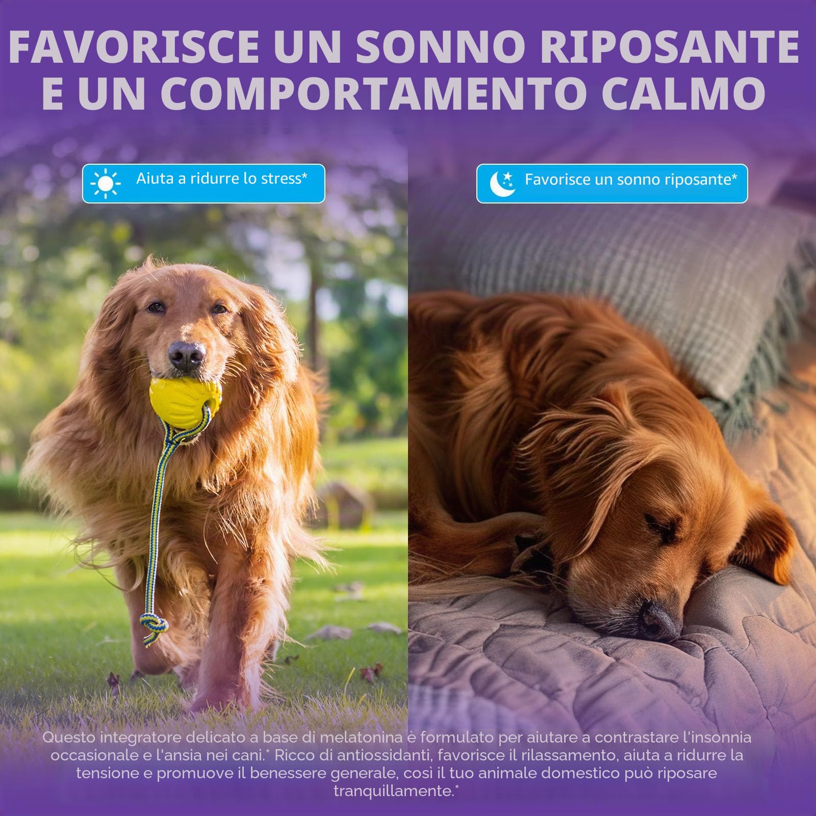 I segnali dei cani sopportano il rumore più forte, in tutti i tipi e dimensioni