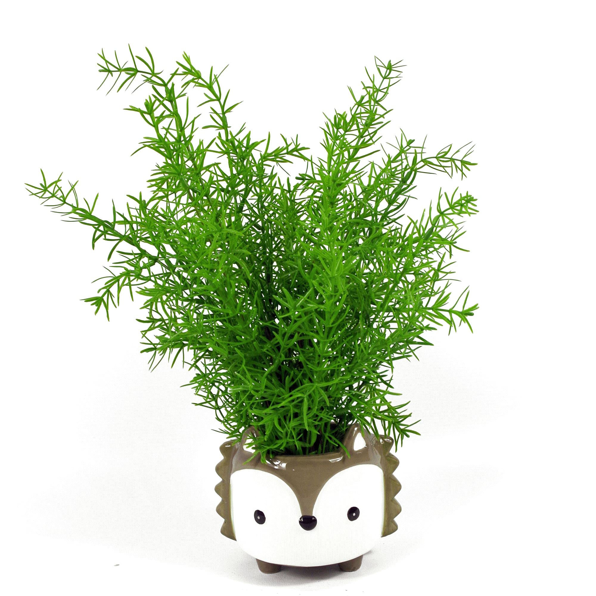 Leaf Design Artificial Plants, Asparagus Fern, 45cm LEAFFERNS0834 - Image 3