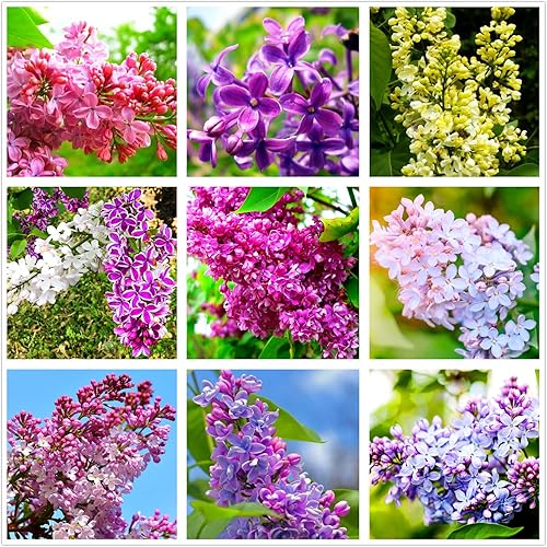 Lilac Mix 25+ Semillas Flores Fácil de cultivar Plantación para interiores y exteriores