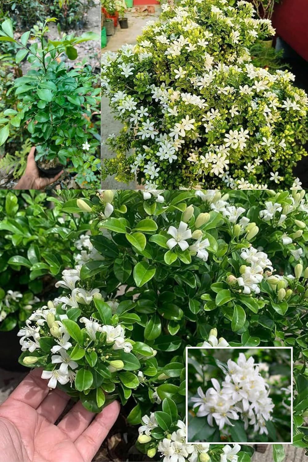 All Time Madhu Kamini Murraya paniculata, Orange Jasmine, Kamini Flower Live Plant (Height 1.5-2 Feet) Air Layered Baromasi Flower, Fragrance: Sweet, orange-blossom For Home Garden-image-35