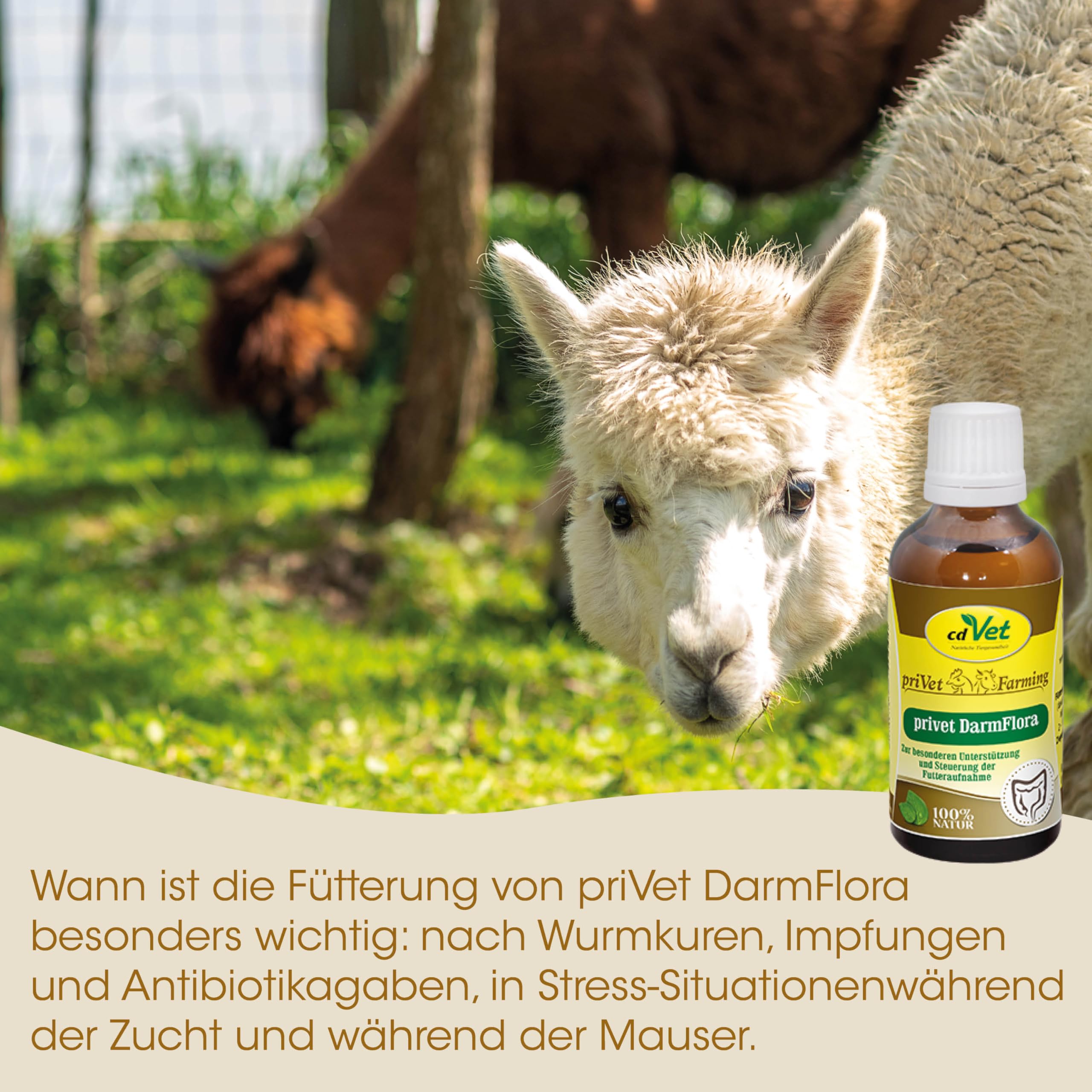 Privet DarmFlora 2,5l für Wiederkäuer, Esel, Schweine, Geflügel, Kaninchen