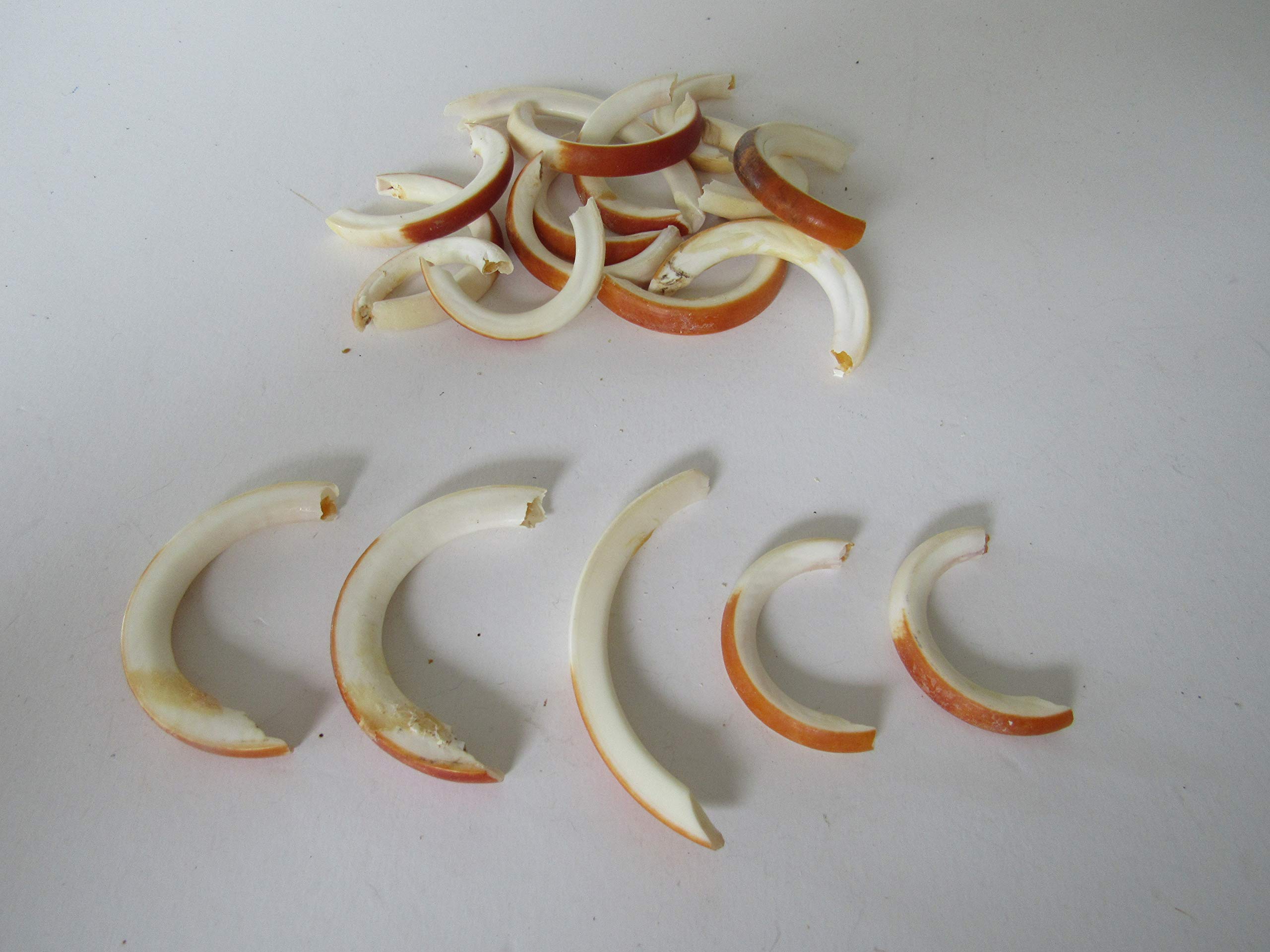 5 Beaver Teeth Animal Bone Teeth Jewelry Beads Craft Supplies Projects Taxidermy