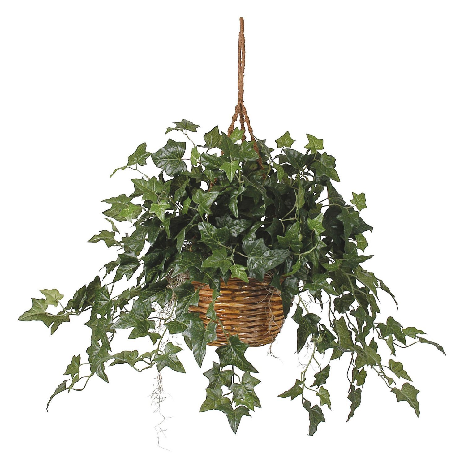 Englisch Efeu (Hedera Helix) 50 Samen - Evergreen Zimmerpflanzen fr  Raumluftqualitt zu verbessern : Amazon.de: Garten