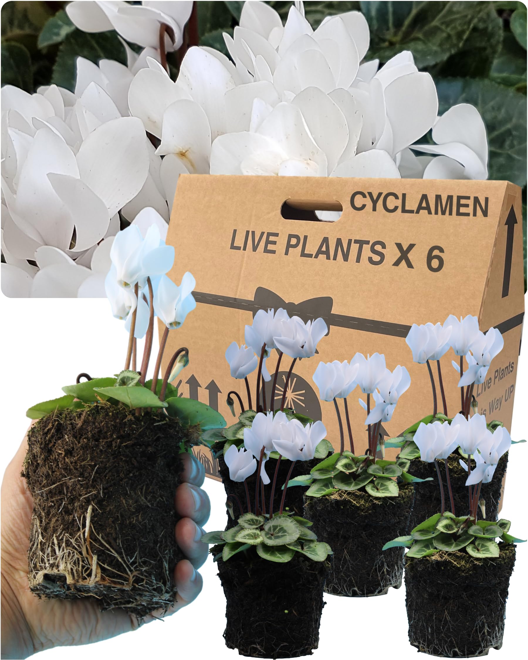 Cyclamen Plants Outdoor Garden Ready - 6 White Colour Outdoor Flowers. Autumn & Winter Planting. Large 10.5cm Potted Size. Well Rooted & Established, for Containers, Baskets, Patios & Beds