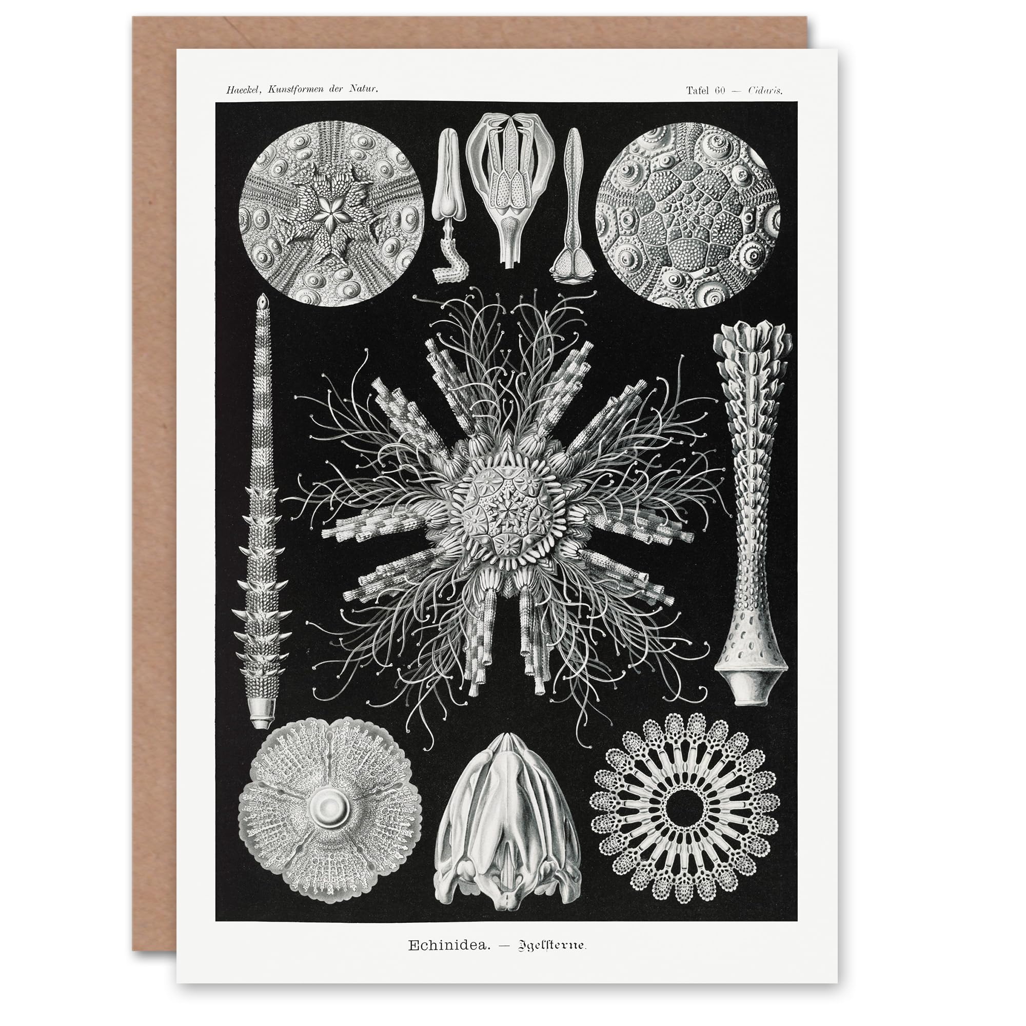 Artery8 Ernst Haeckel Art Card Echinidea Sea Urchin Species