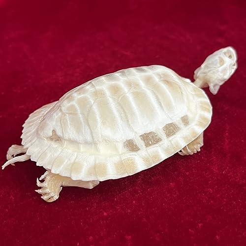 Miniatura 5 de CLLOEAT Venta al por mayor 123510 piezas de calaveras de animales reales de taxidermia, muestras de huesos reales, suministros de arte de hueso,