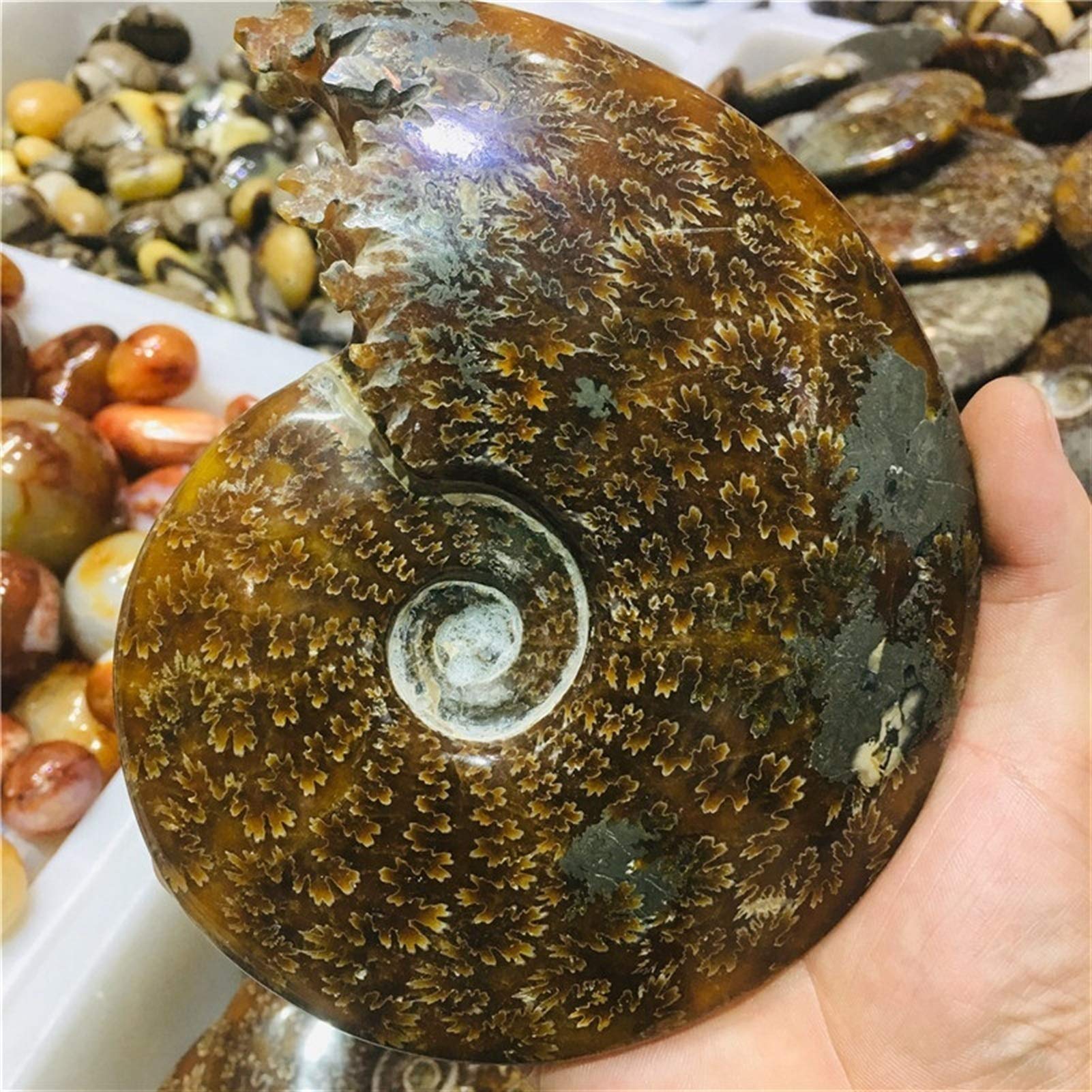 Natural Lindo Nautilo ESPÉCIMEN FÓSIL para una decoración Coleccionable y decoración del hogar. (Size : About 1000g)