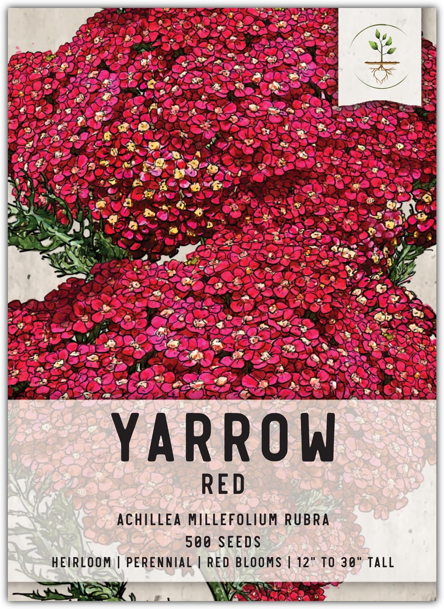 Seed Needs, Red Yarrow Seeds - 500 Heirloom Seeds for Planting Achillea millefolium rubra - Perennial Host Plant to Attracts Monarchs & Other Pollinators (1 Pack)