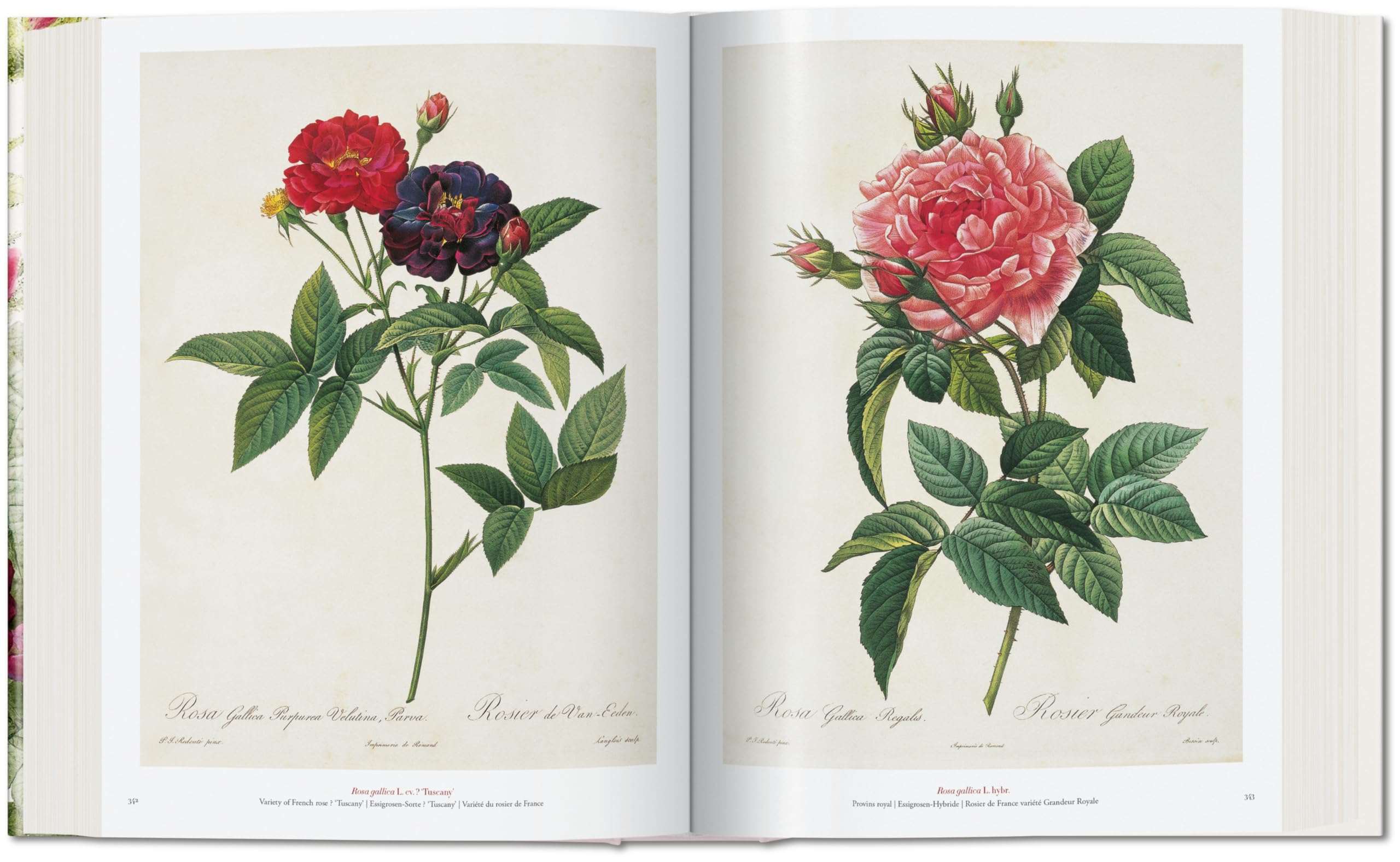 Il libro dei fiori [Lingua inglese]