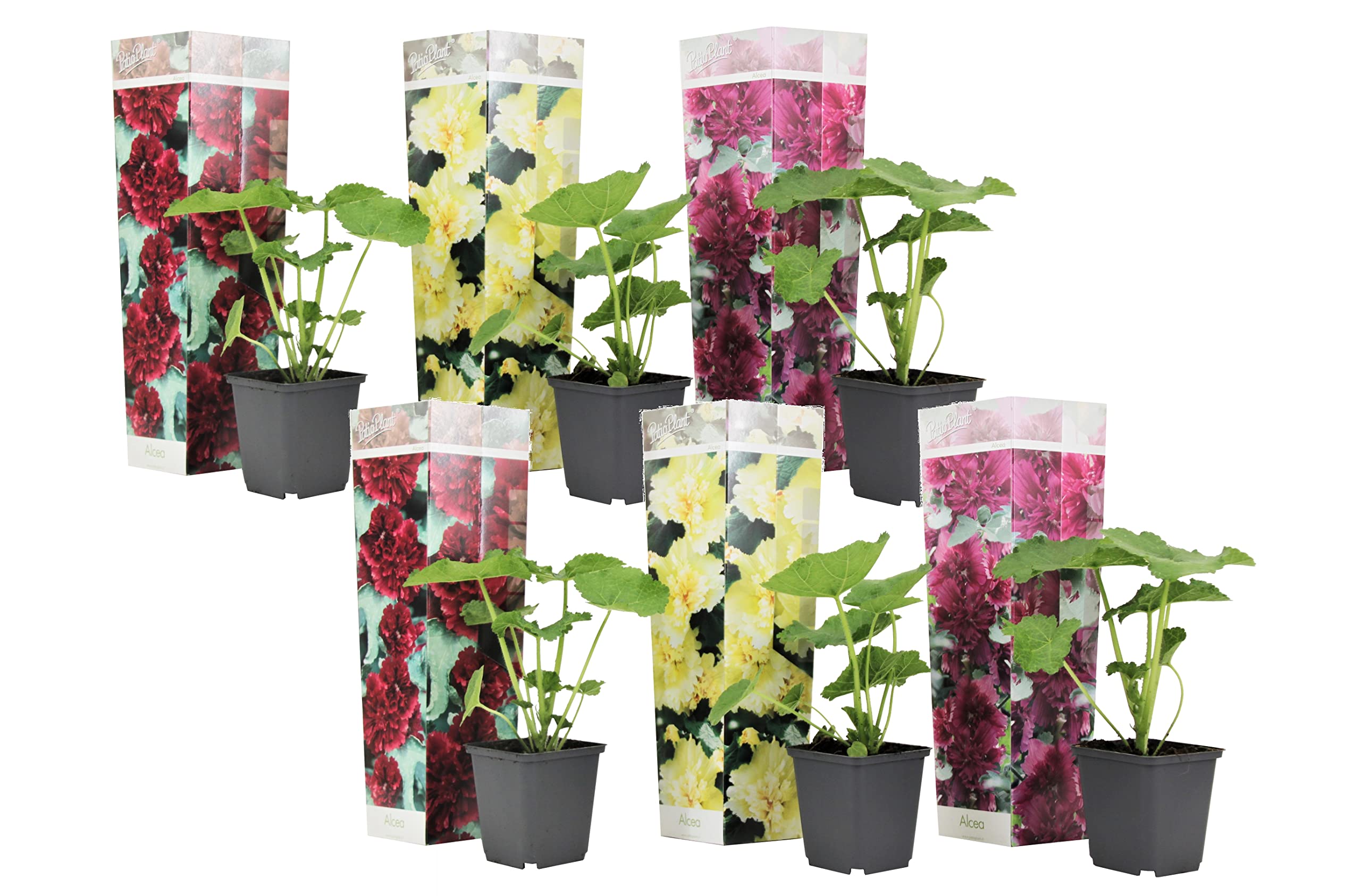 Plant in a Box - Alcea rosea - Roses trémières - Set de 6 - Pot 9cm - Hauteur 25-40cm
