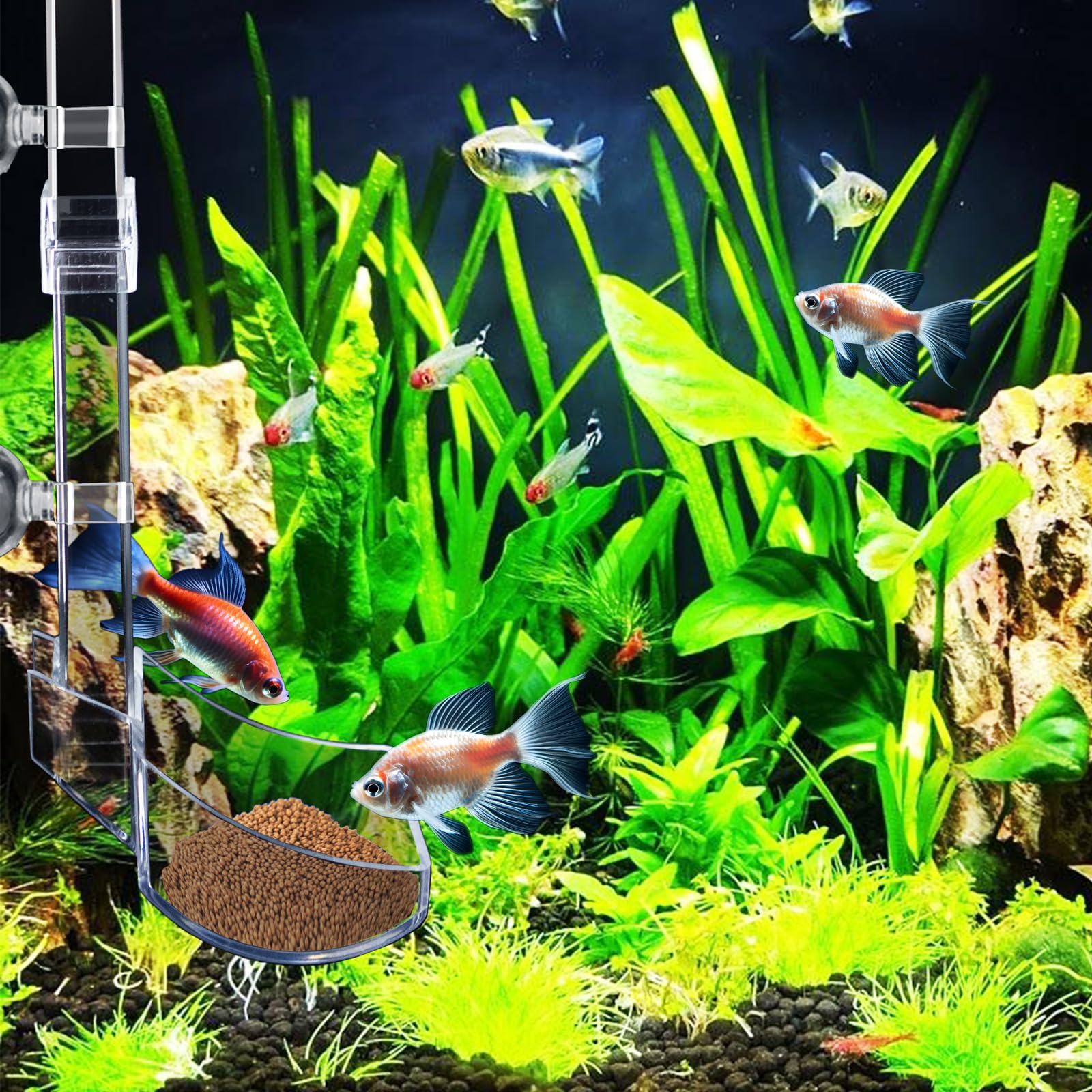 Tube d'alimentation Assemblé pour Crevettes, Tube à Poissons de Classe Aquarium, Tube d'alimentation Assemblé Kit de Tube d'alimentation pour Poissons D'aquarium avec Plat d'alimentation Transp