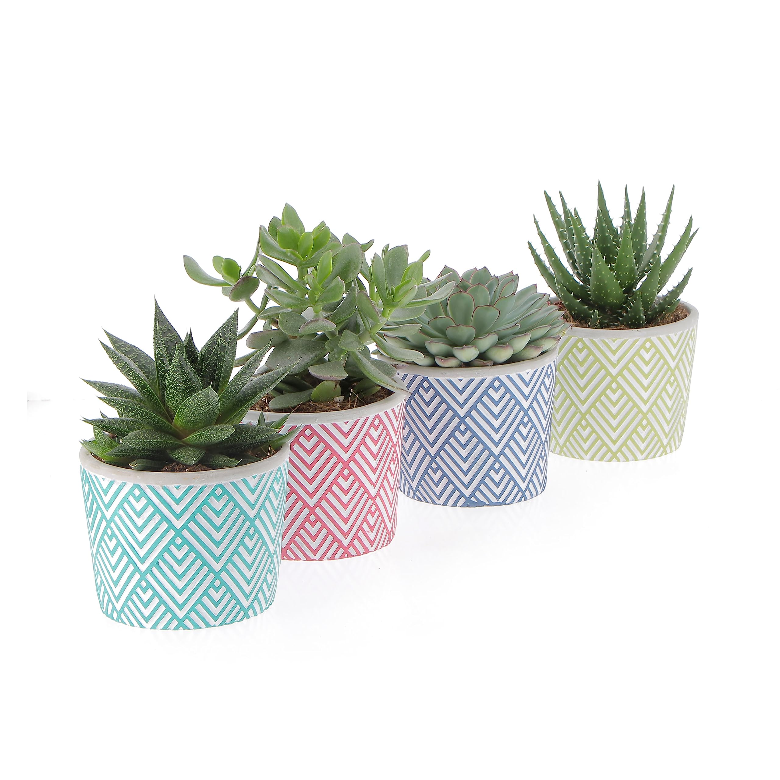 KENTIS - Set di 4 Vere Piante Succulente con Vaso Decorativo - Cactus Ornamentali da Interno - Piante Grasse da Appartamento - Pianta Succulenta - Vaso Ø 14 cm