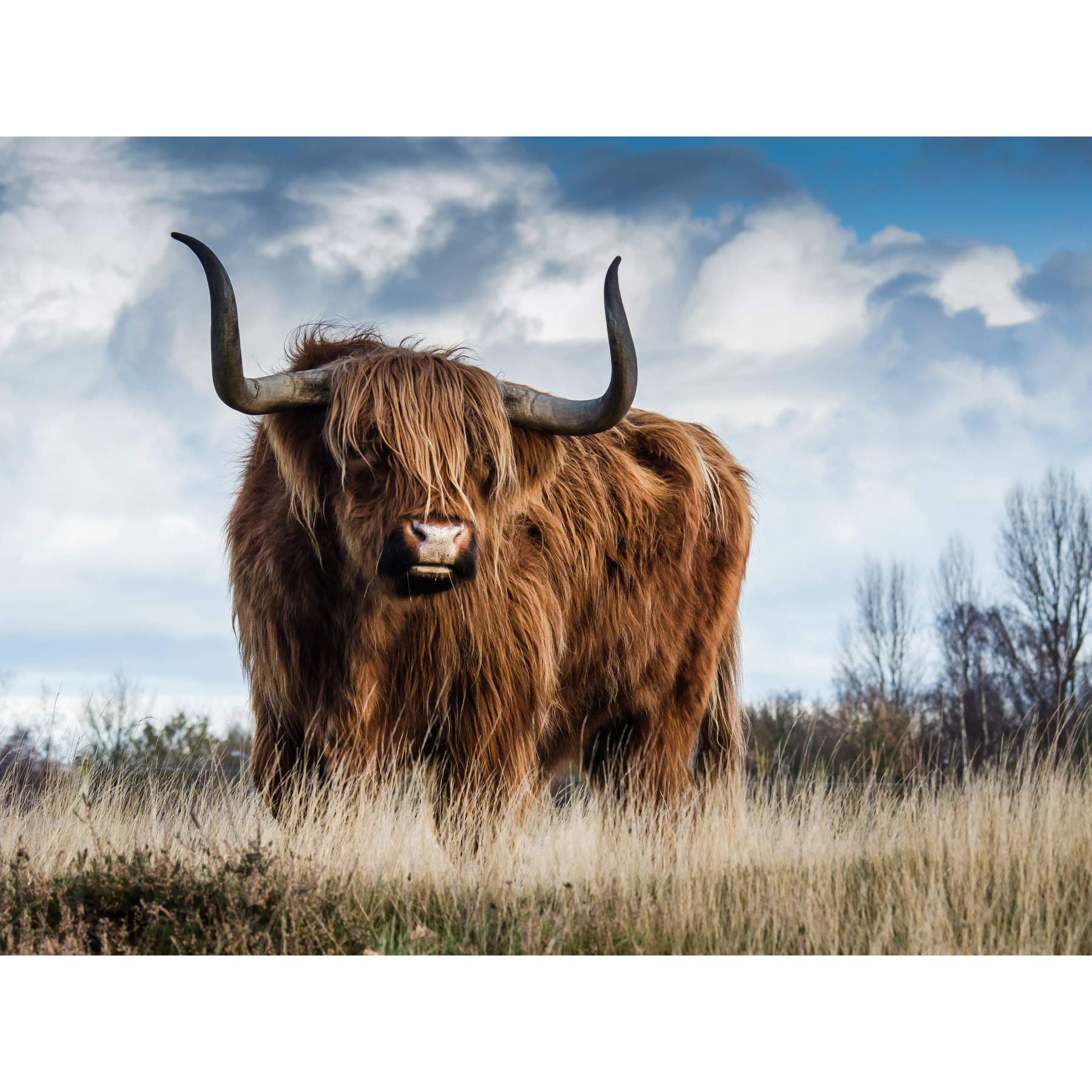 Scottish Highland Cow/Coo Large Wall Art Print