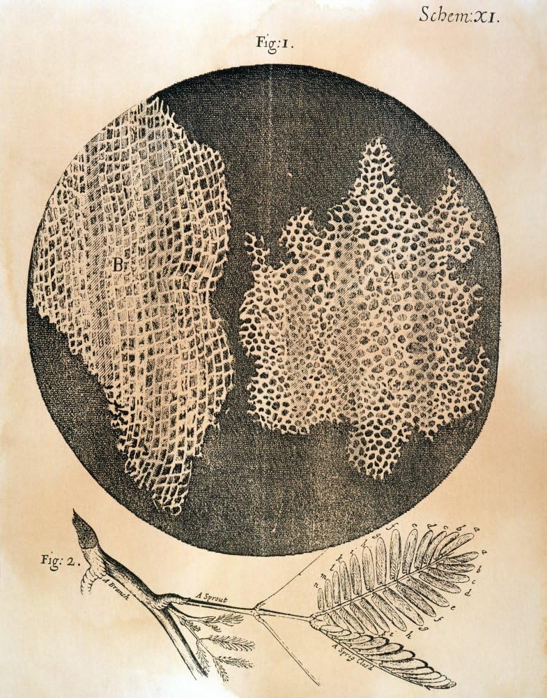 Hooke Structure Of Cork Nthe Structure Of Cork As Viewed Under A Microscope When Cut Lengthwise (Left) And Crosswise Showing The Cellulae With Walls Bounding The Cells - The First Use Of The Word Copp
