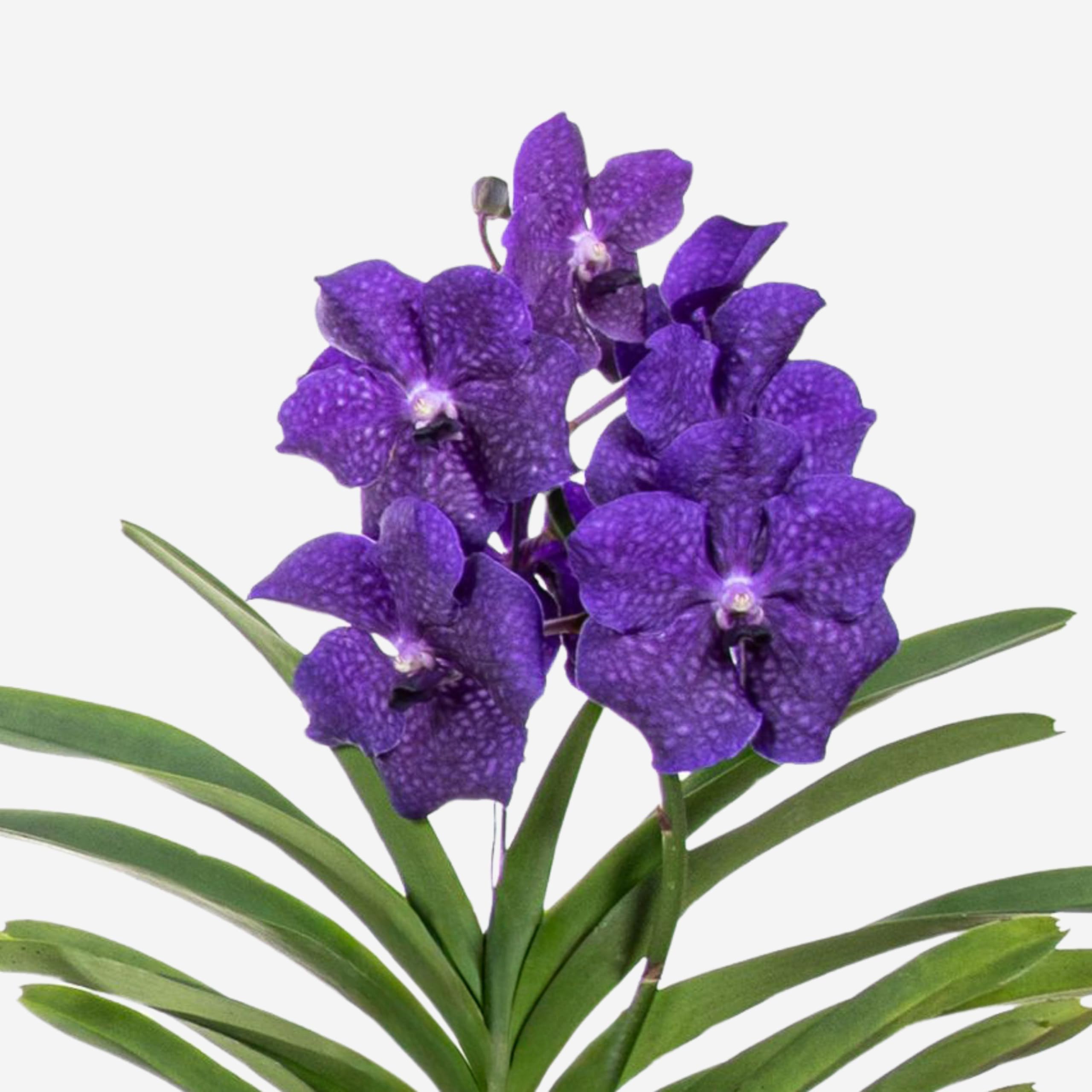 Plant in a Box - Orchidée Vanda - Bleu - L - Hauteur 60cm