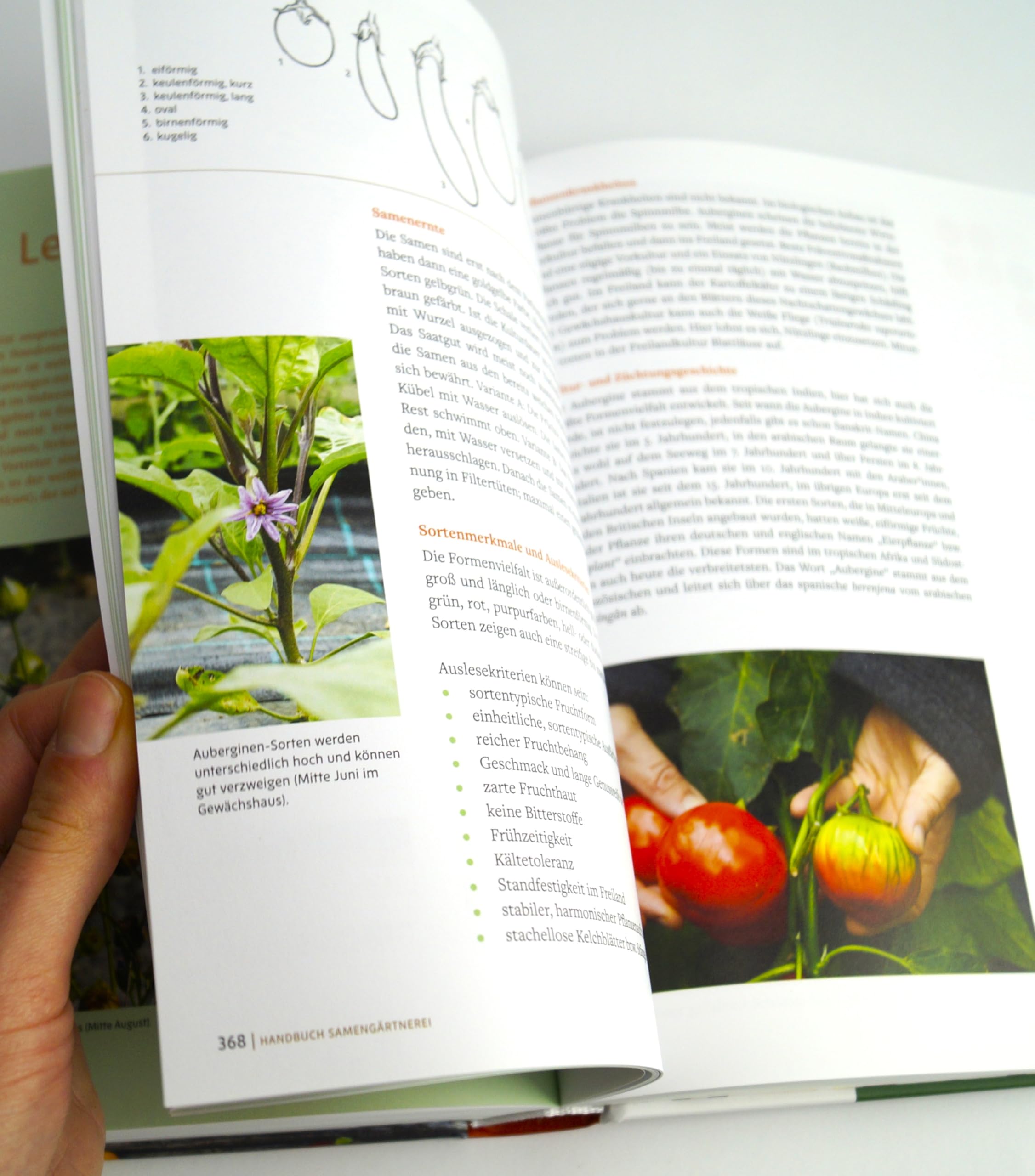 Handbuch Samengärtnerei: Sorten erhalten. Vielfalt vermehren. Gemüse genießen. Pflanzensamen selber ernten, Saatgut vermehren, heimische Nutzpflanzen fördern und alte Sorten bewahren.