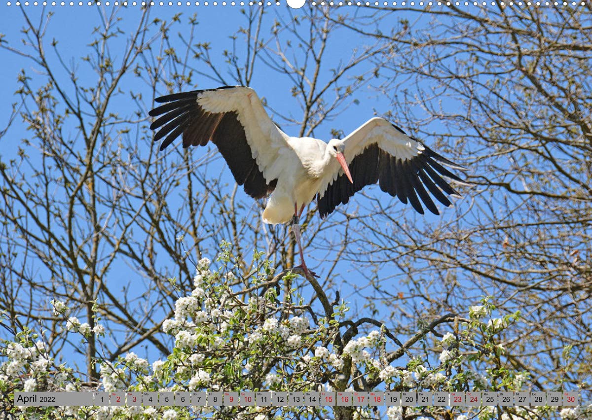 Zu Gast bei Familie Storch (Wandkalender 2022 DIN A2 quer): Störche ... gern gesehene Gäste in Deutschland (Monatskalender, 14 Seiten ) (CALVENDO Tiere)