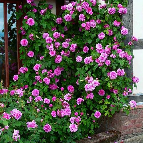 Miniatura 4 de 140 semillas de rosa rosa trepadoras mixtas para plantar, semillas de flores de arbusto de rosas sin OMG, flores raras que atraen a los