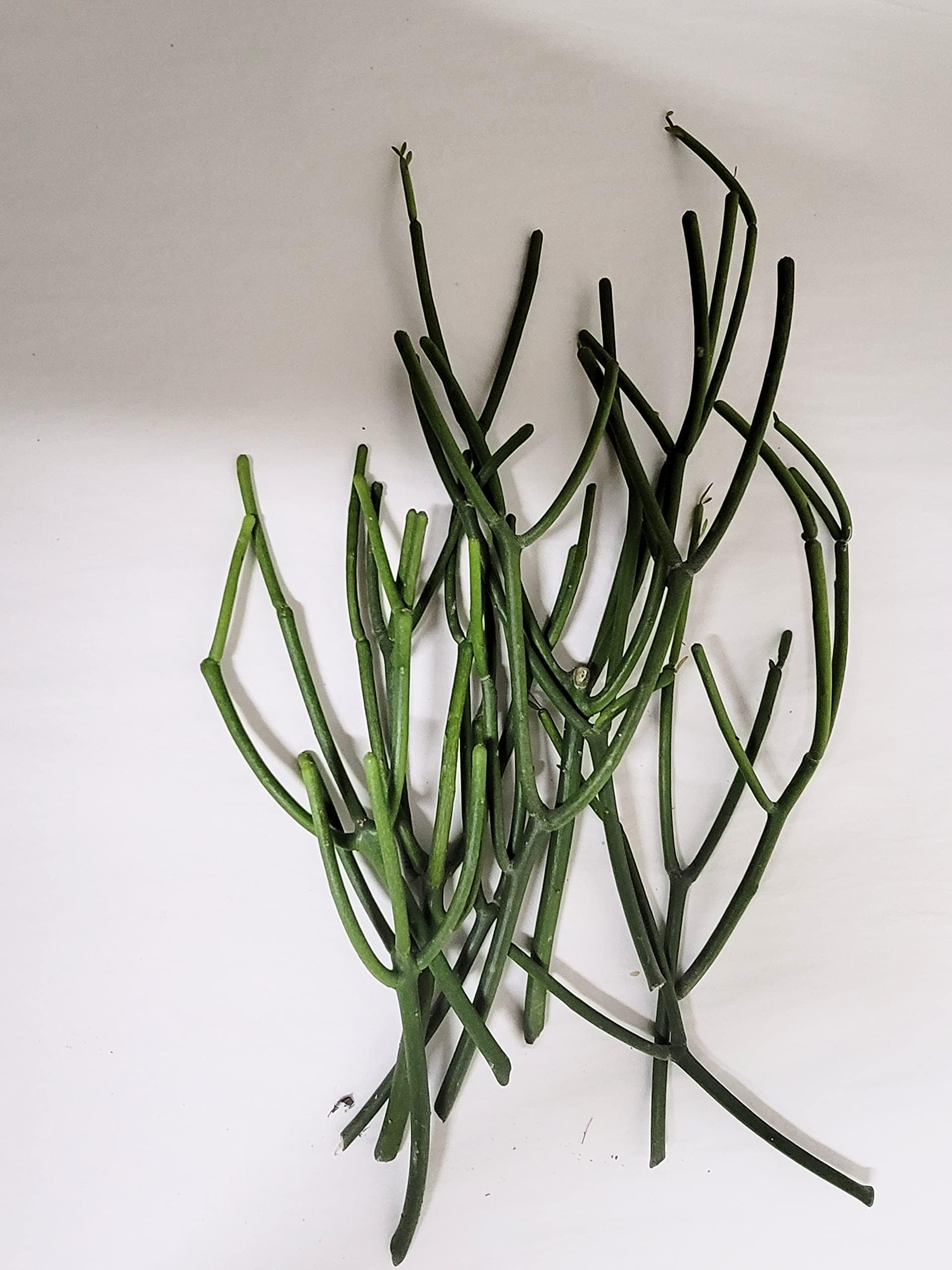 Pencil Cactus Indian Tree Spurge (euphorbia tirucalli) 10 clips (approx 6-8")