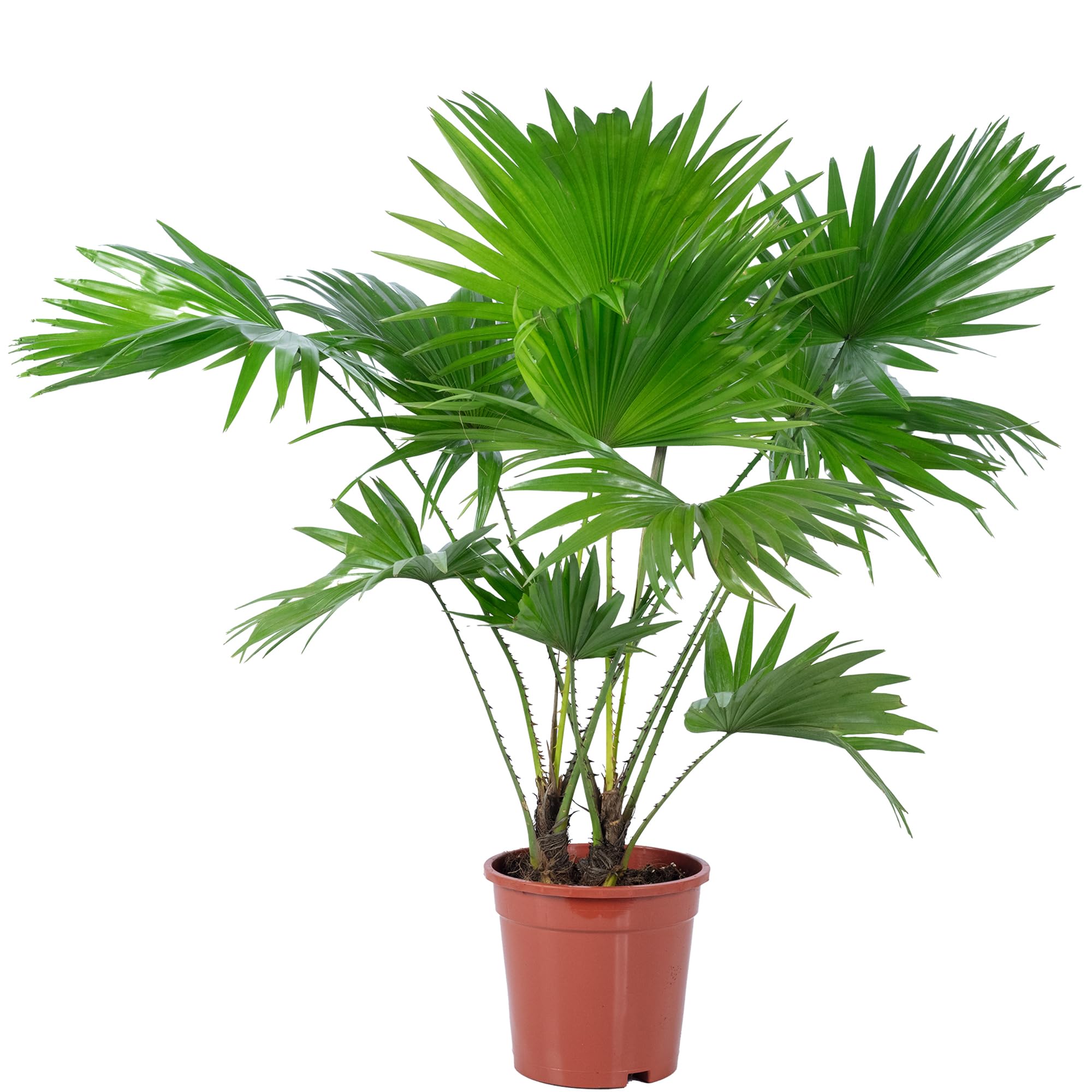 Livistona - Palmera con paraguas (60 cm de altura, 17 cm de diámetro)