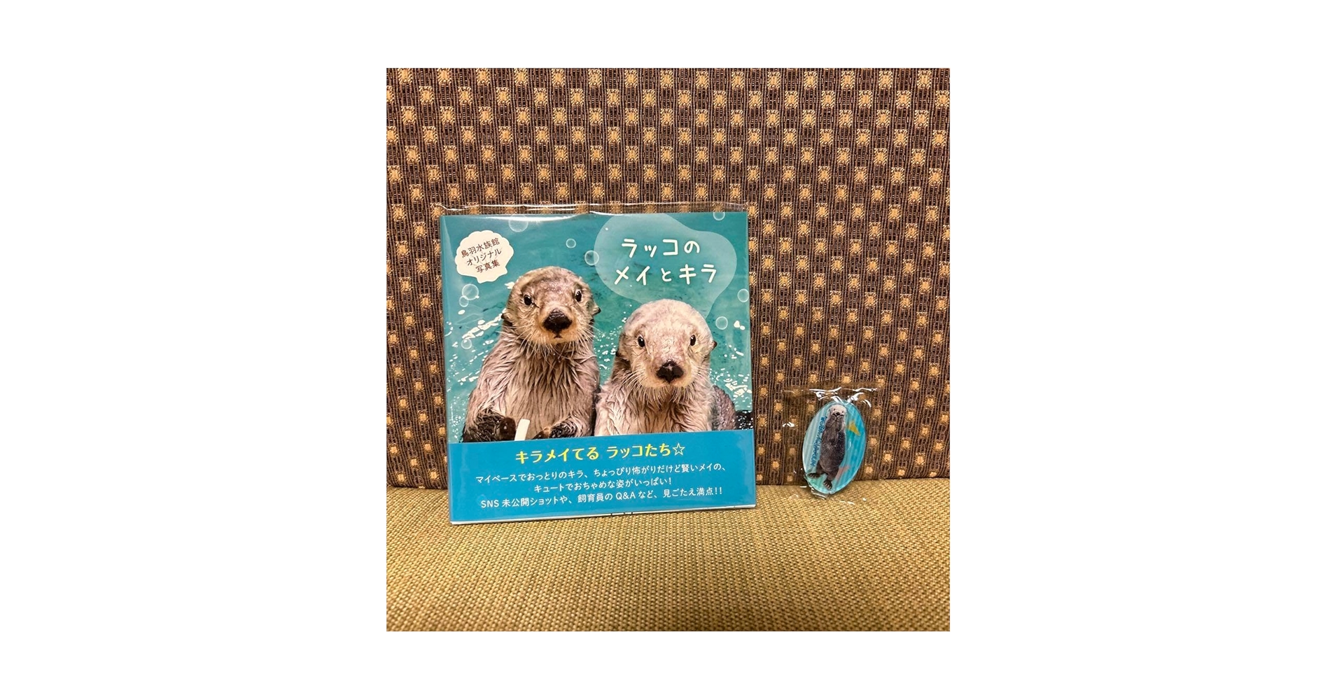 鳥羽水族館⭐️⭐️ポスター⭐️ラッコ⭐️メイ⭐️キラ キラちゃんを見る特等席やわ〜🦦💕 #キラメイてる #ラッコ