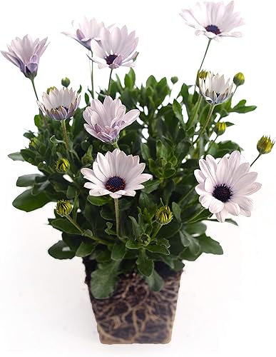 Miniatura 2 de Plants by Post Cuarto de galón Margaritas Africanas Osteospermum Blanco