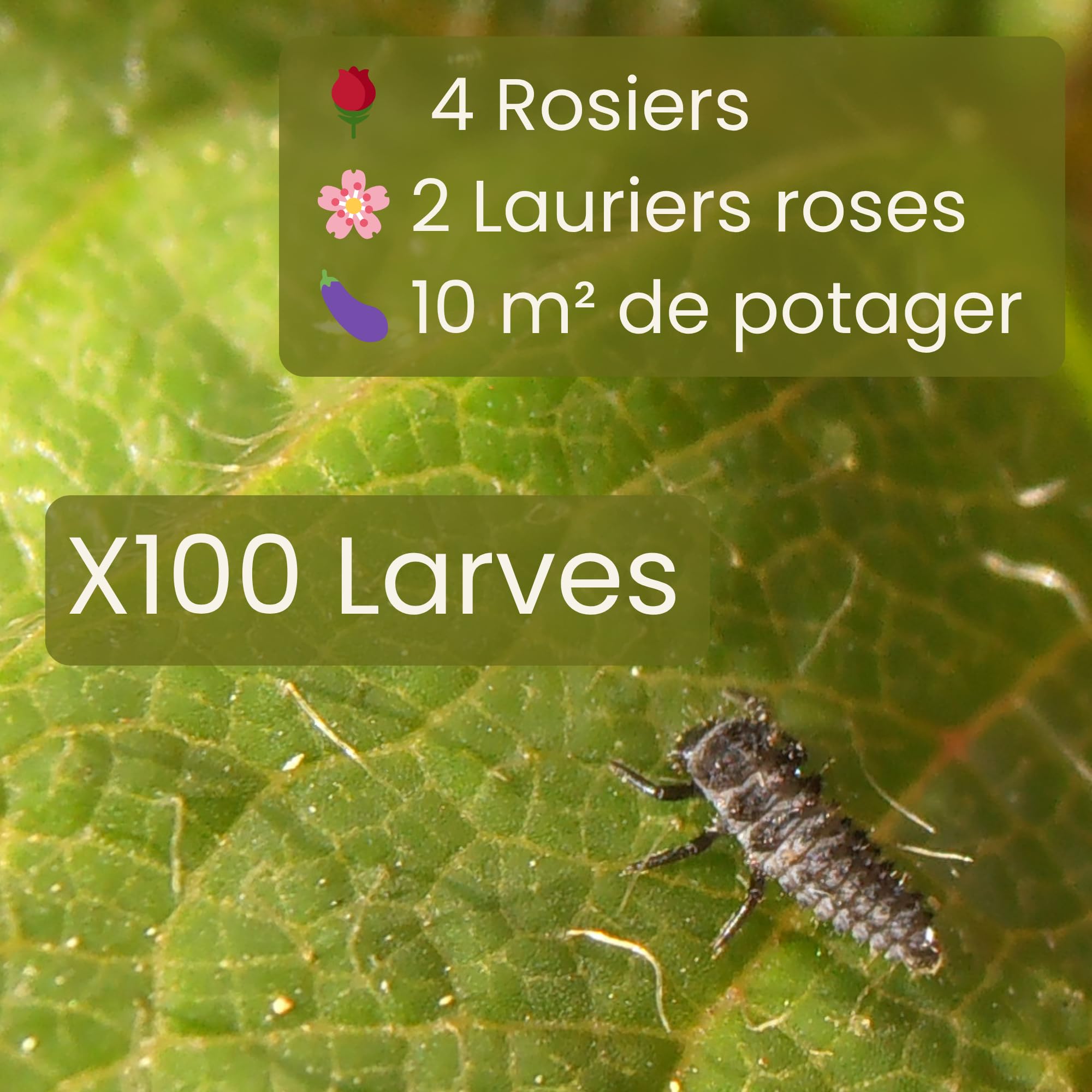 Larves de coccinelles migratrices (Hippodamia undecimnotata) – Lutte Biologique Contre Les pucerons du Laurier-Rose, rosiers et Potager (100 Larves)
