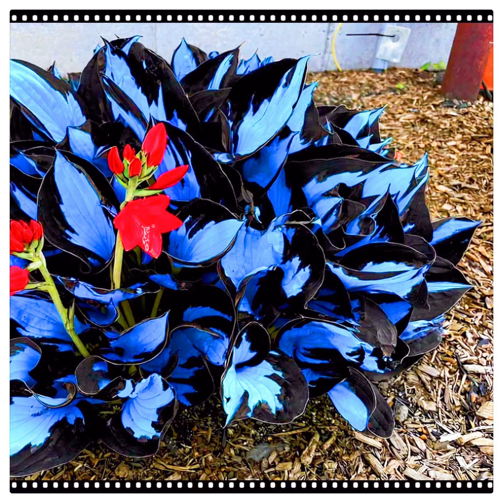 Hostas Plants hosta Bulbs Simple to Grow Garden Flowers Wedding Flowers-4bulbs-h