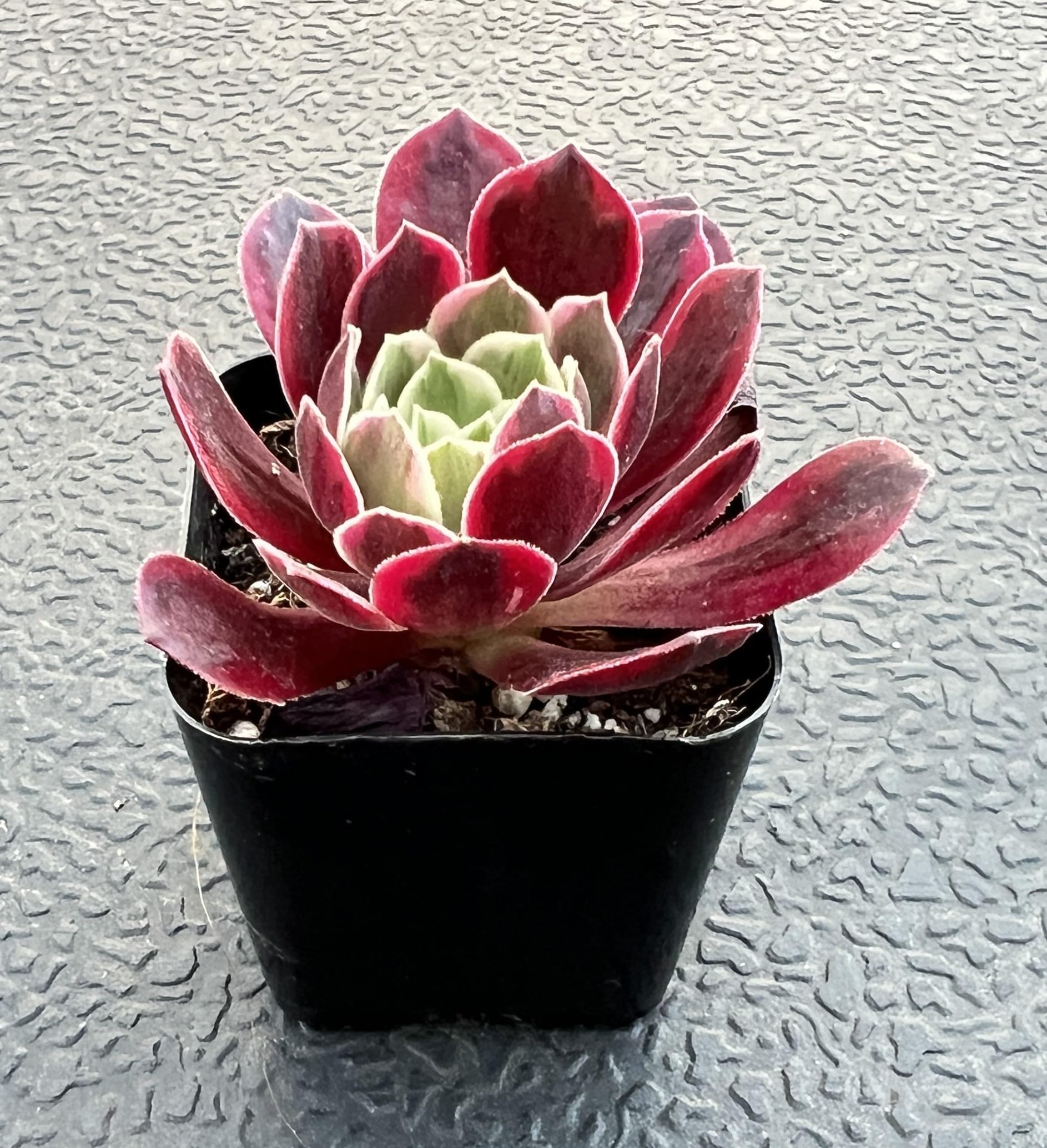 Amazon.com : Sprout N Green Aeonium White Wedding Dress, Live Rare Succulent  Potted 2